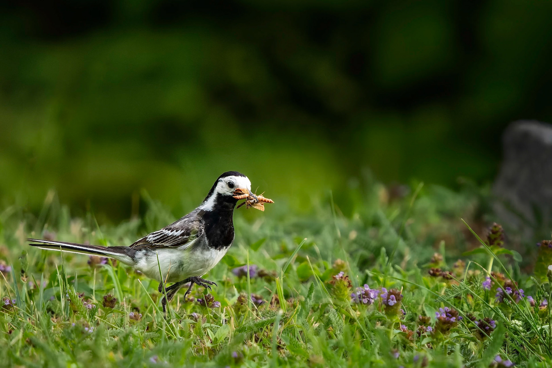 Bachstelze im Garten