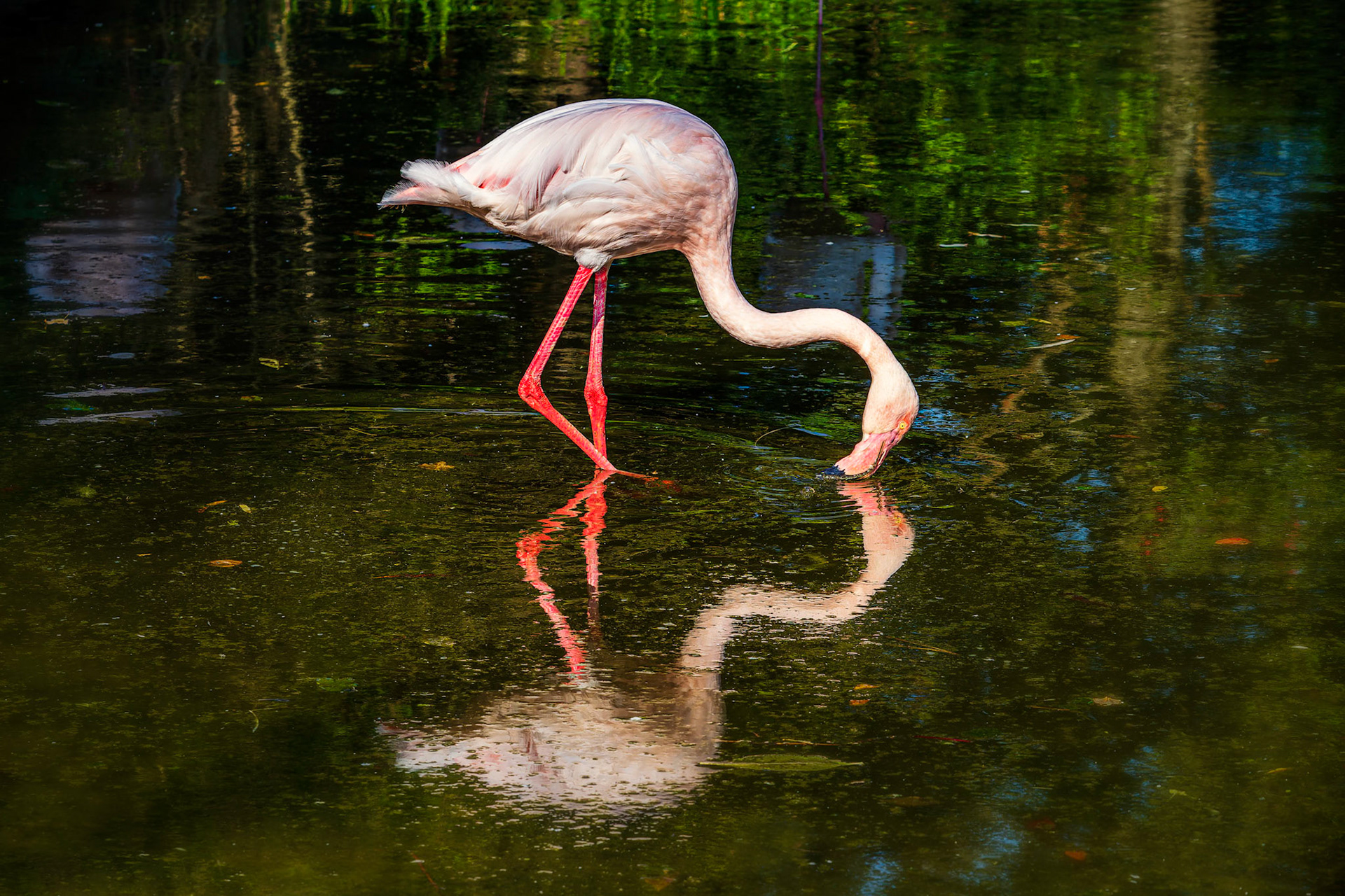 Flamingo