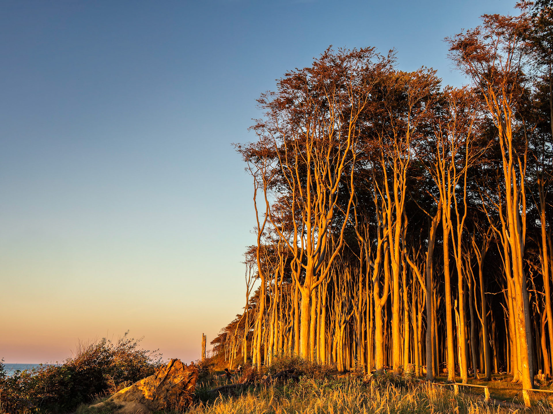 Gespensterwald Nienhagen