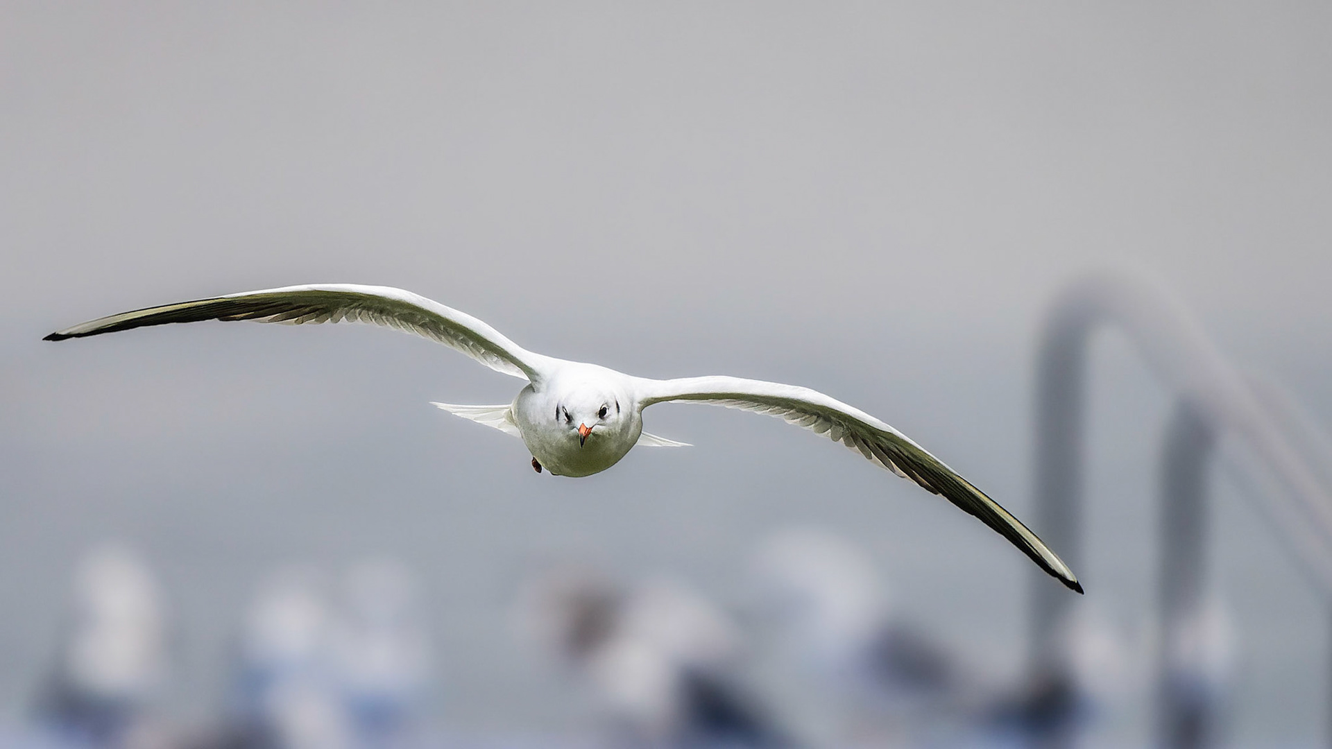 Möwe