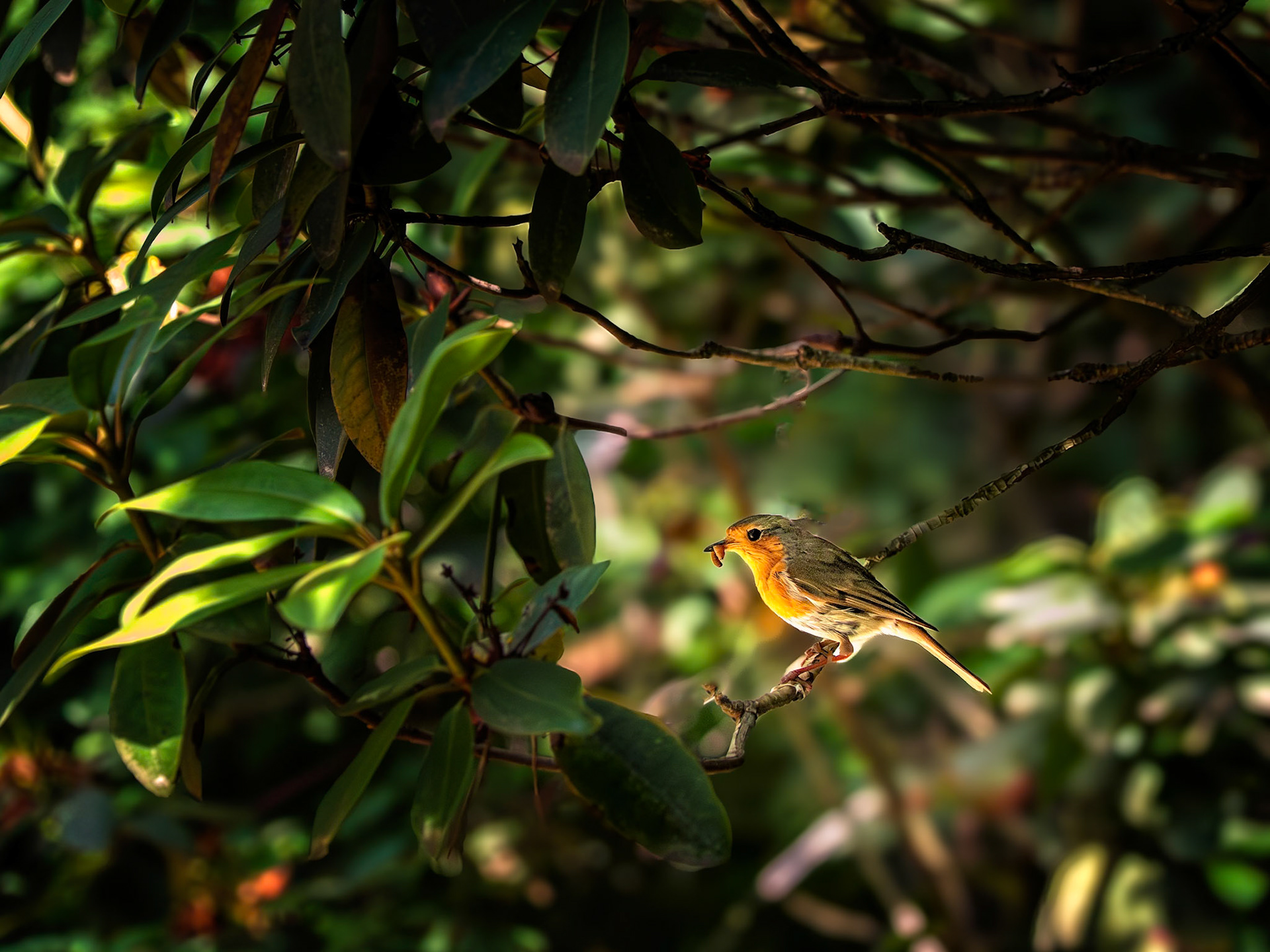Rhododendronpark kromlau