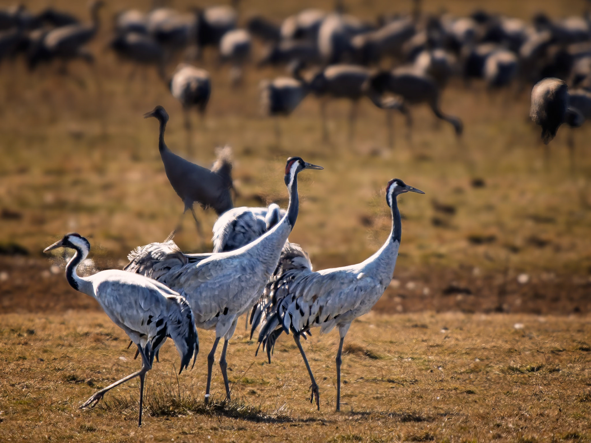 Kraniche in Pulken (S)