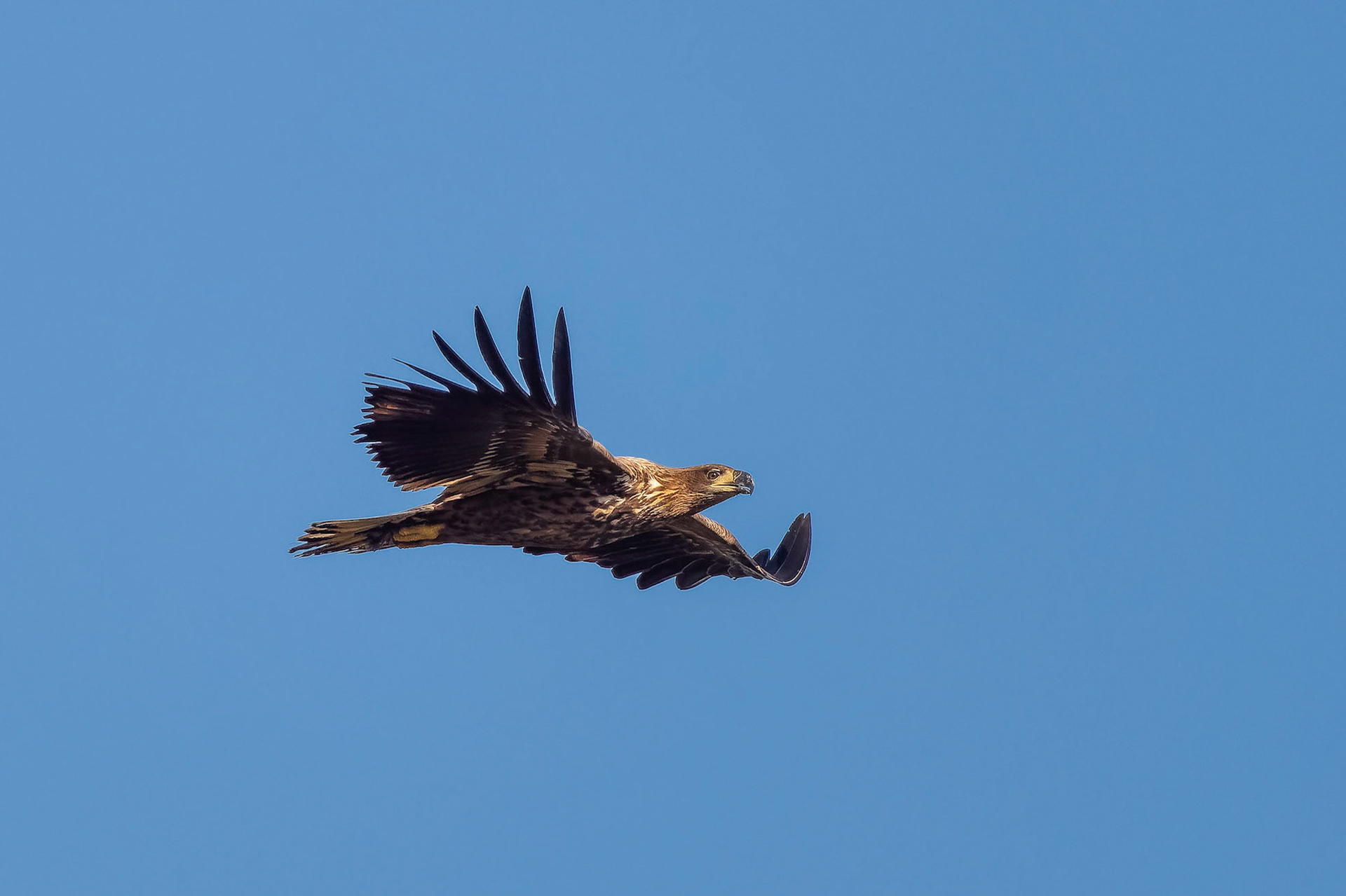 Seeadler