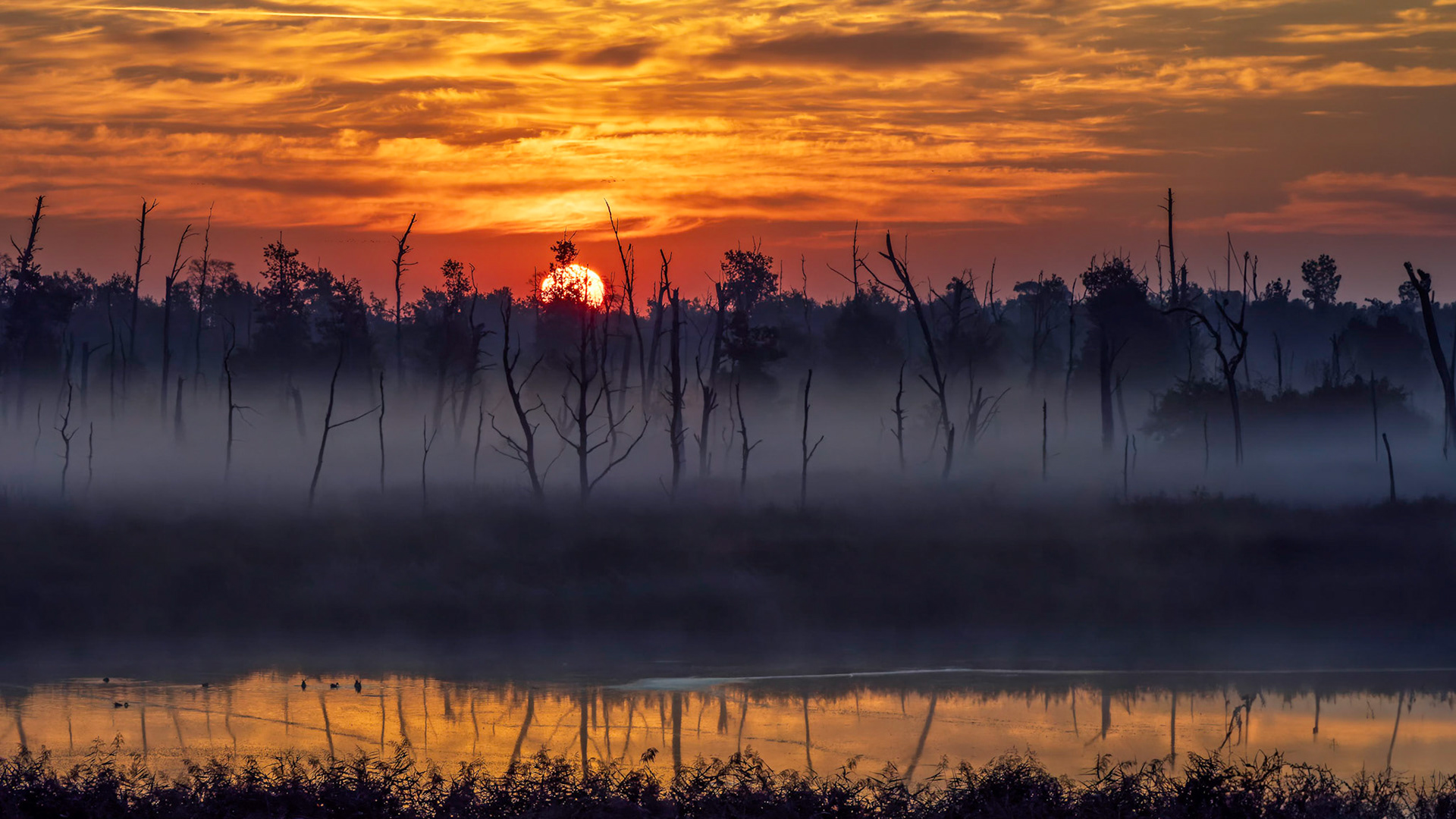 Sonnenaufgang im Moor