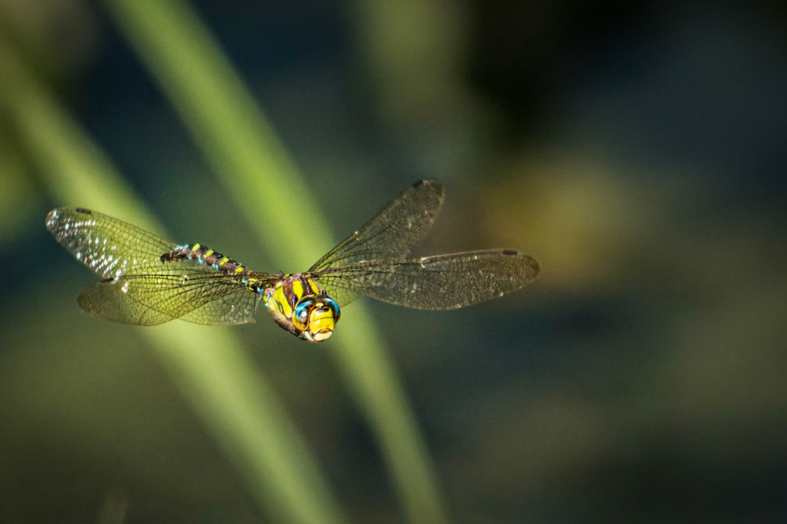 Blaugrüne Mosaikjungfer