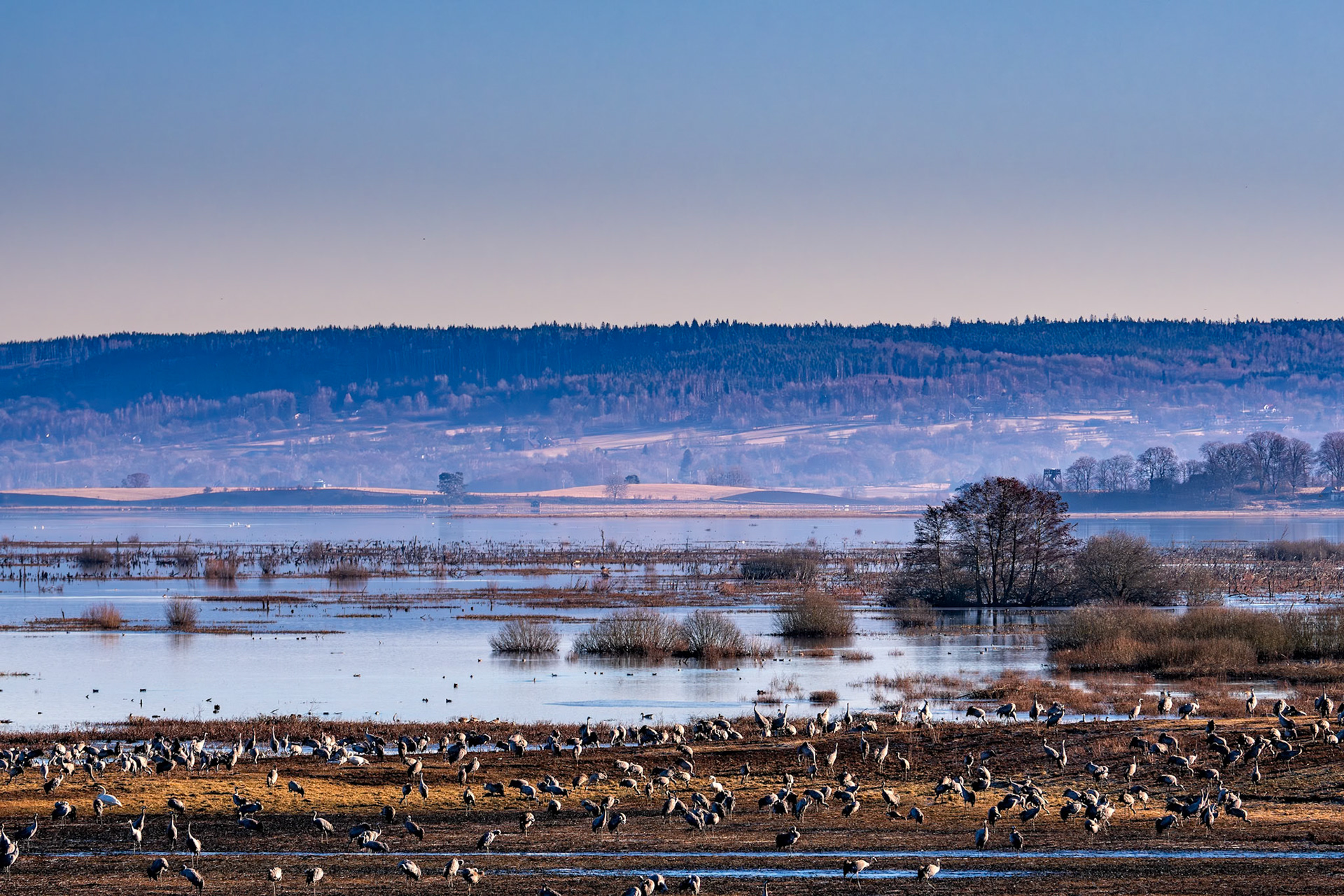 Kraniche in Hornborgasjøn