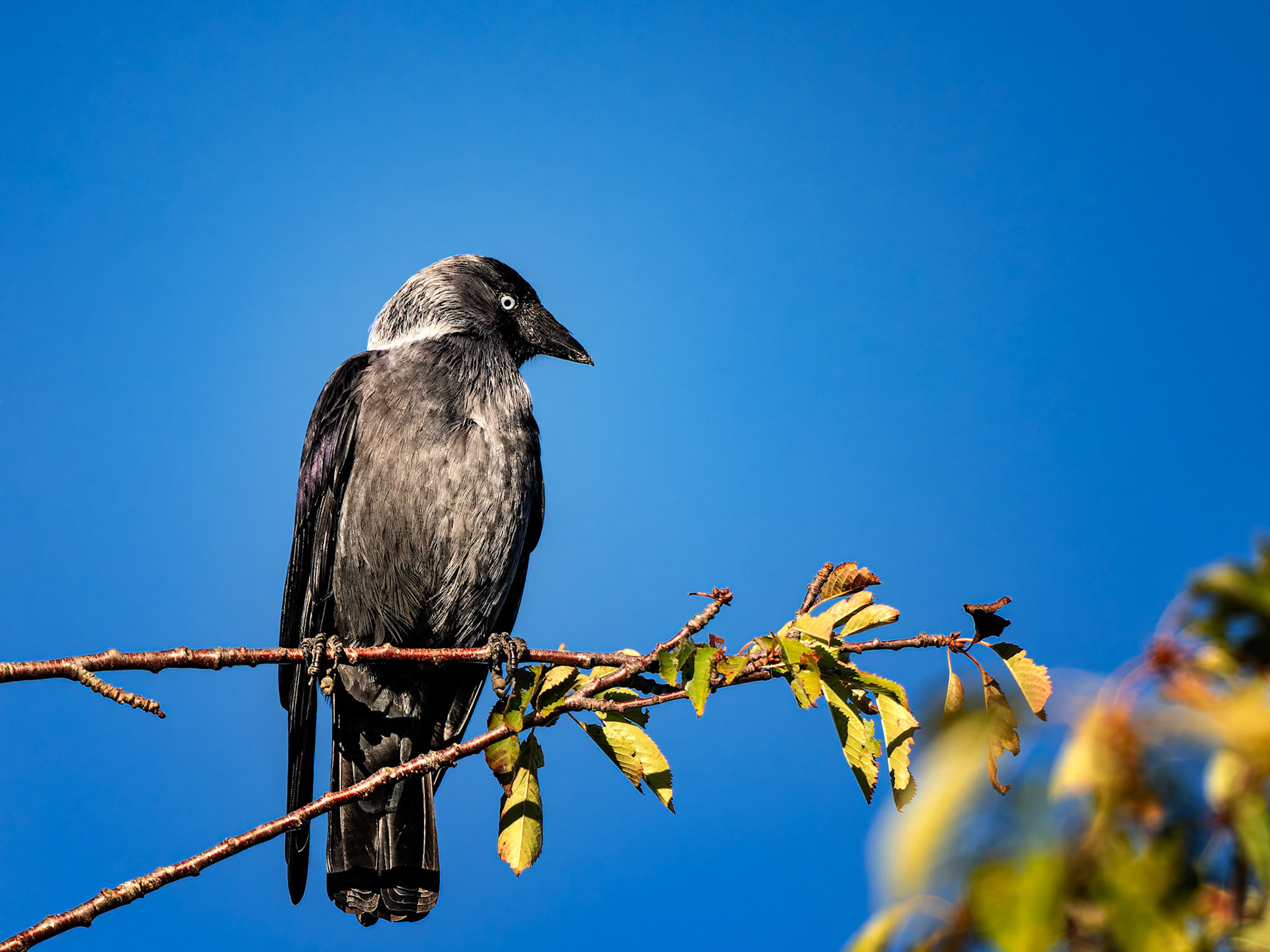 Dohle in Hornborgasjön