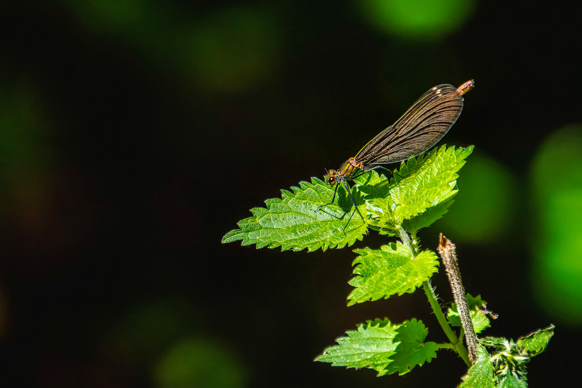 Blauflügel-Prachtlibelle