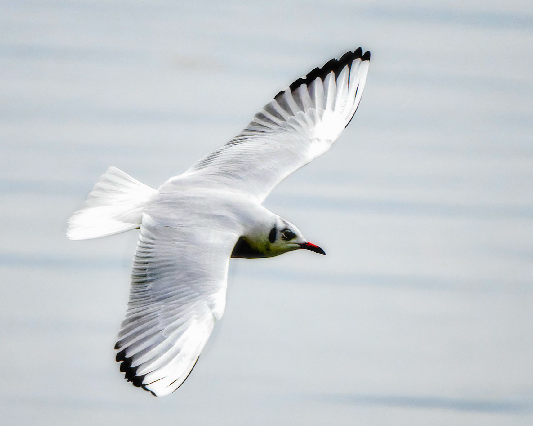 Möwe