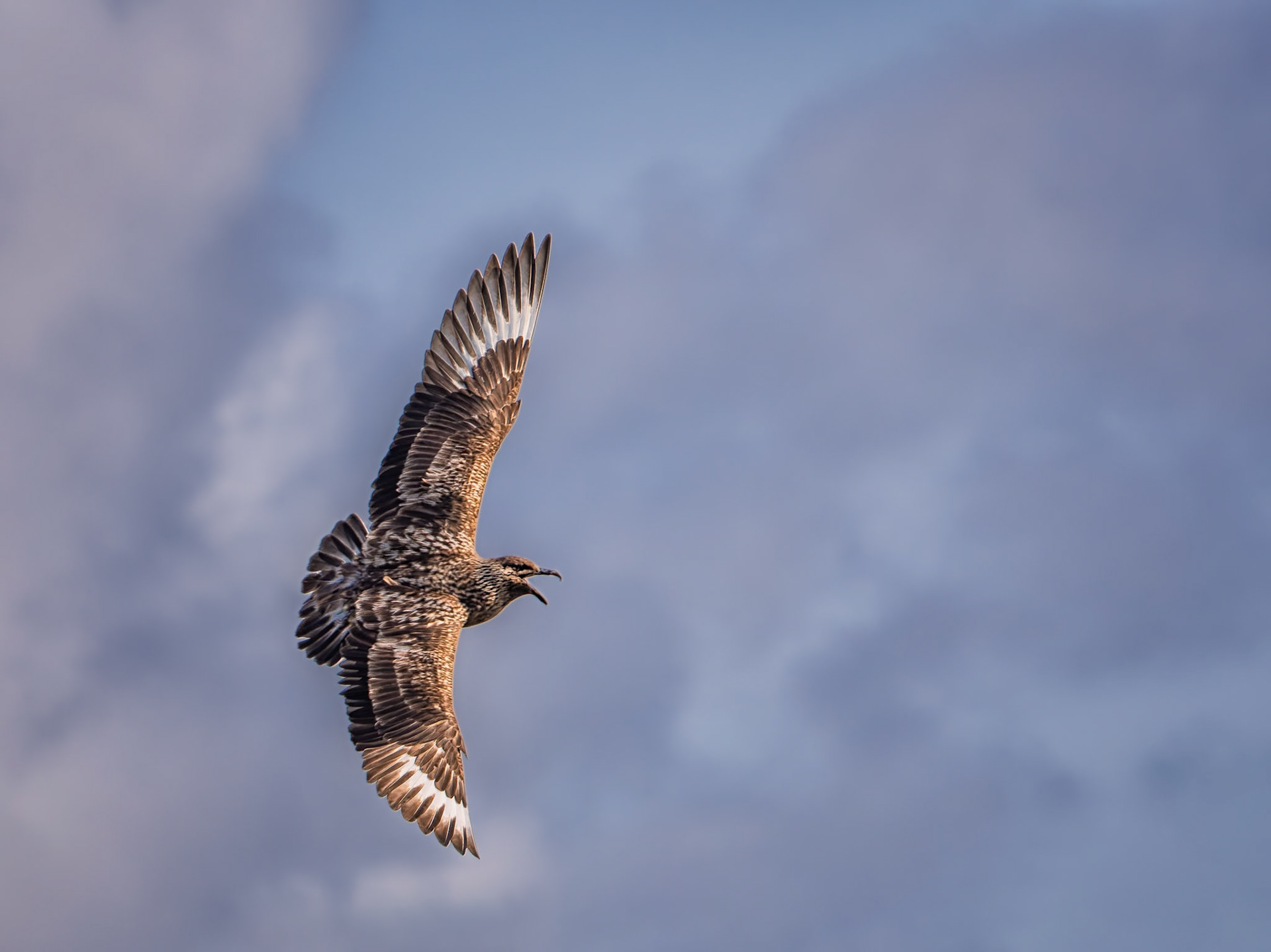 Skua (Raubmöwe)