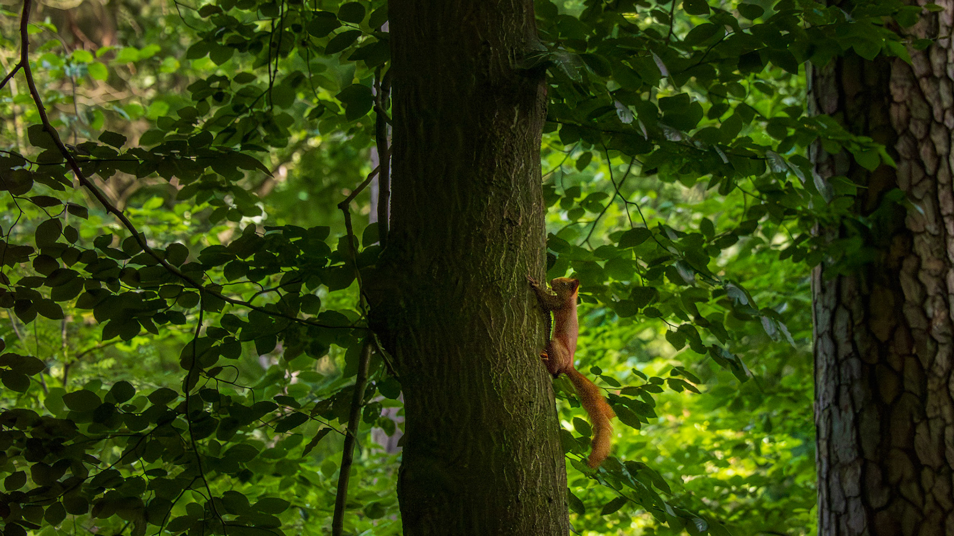 Rhododendronpark kromlau