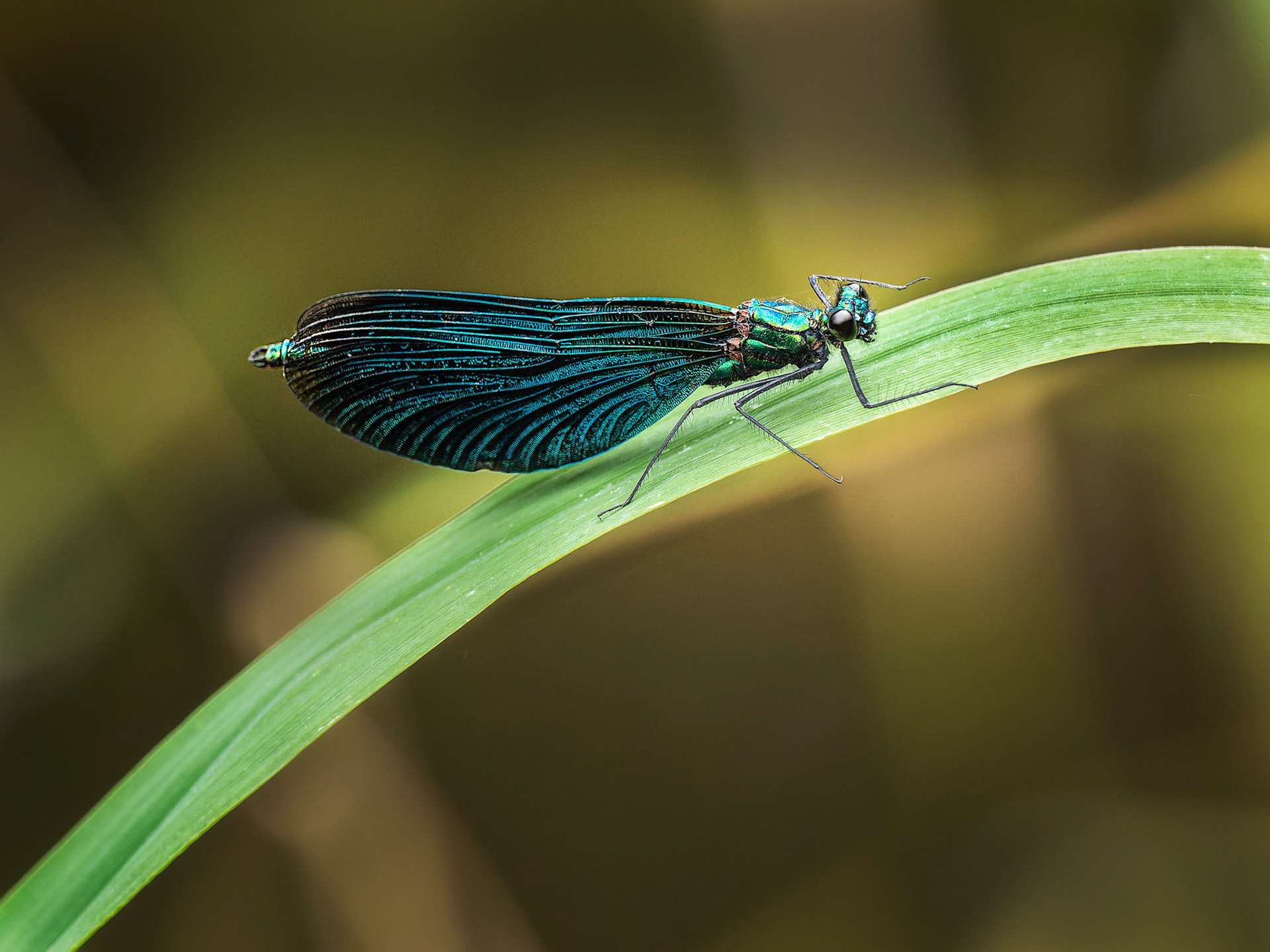 Blauflügel-Prachtlibelle