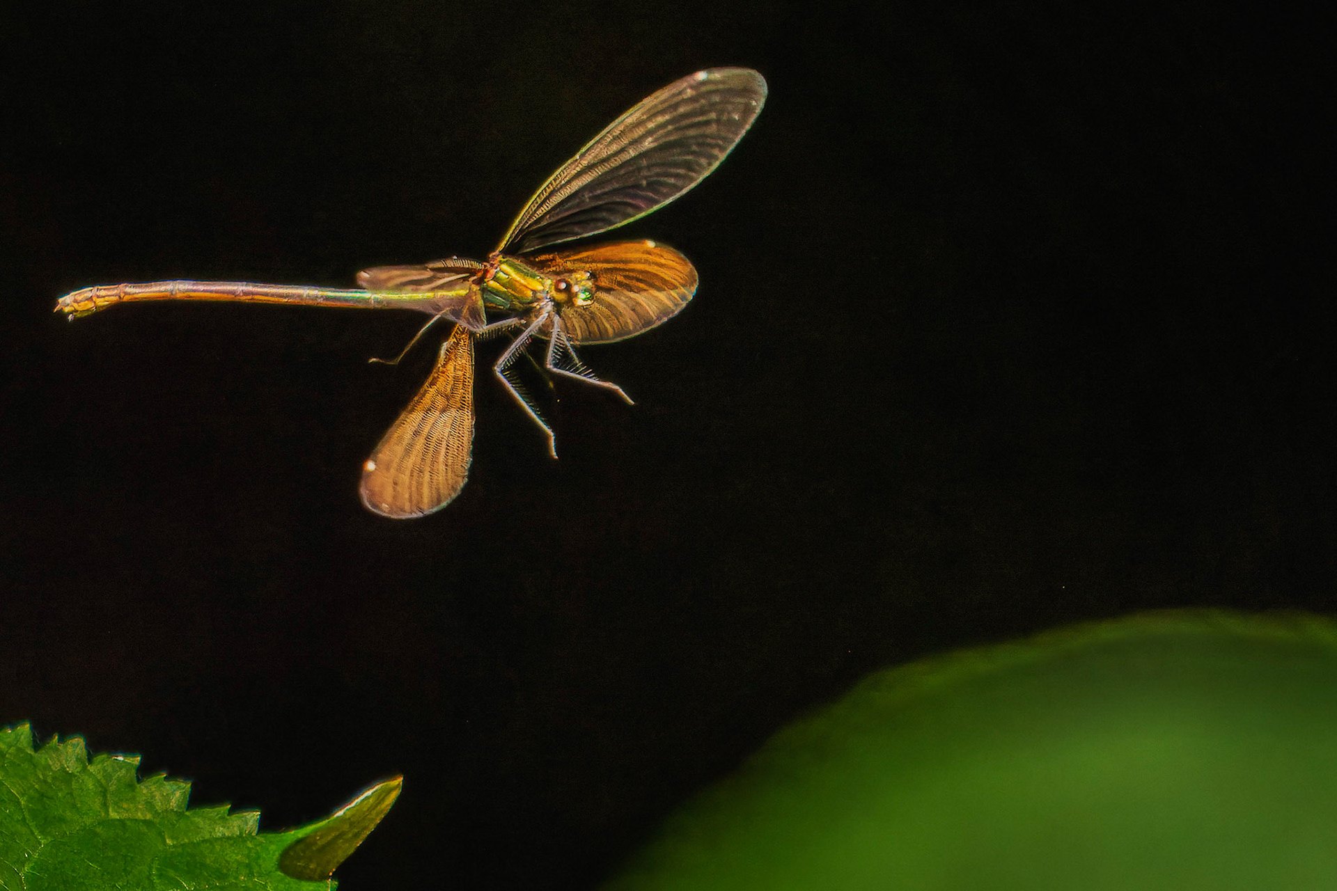Blauflügel-Prachtlibelle