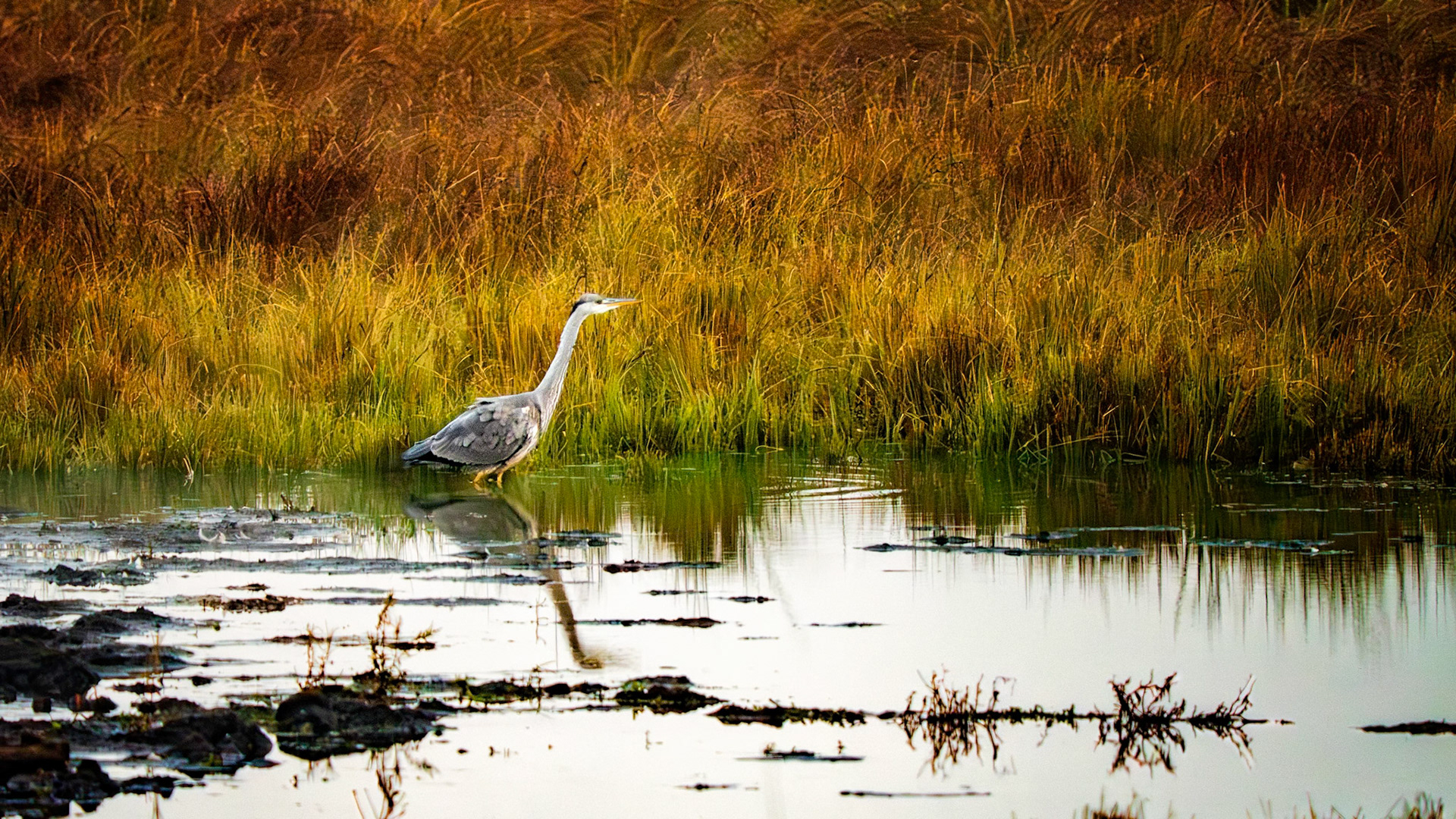 Graureiher an der Lindängets Fågelplatfortm