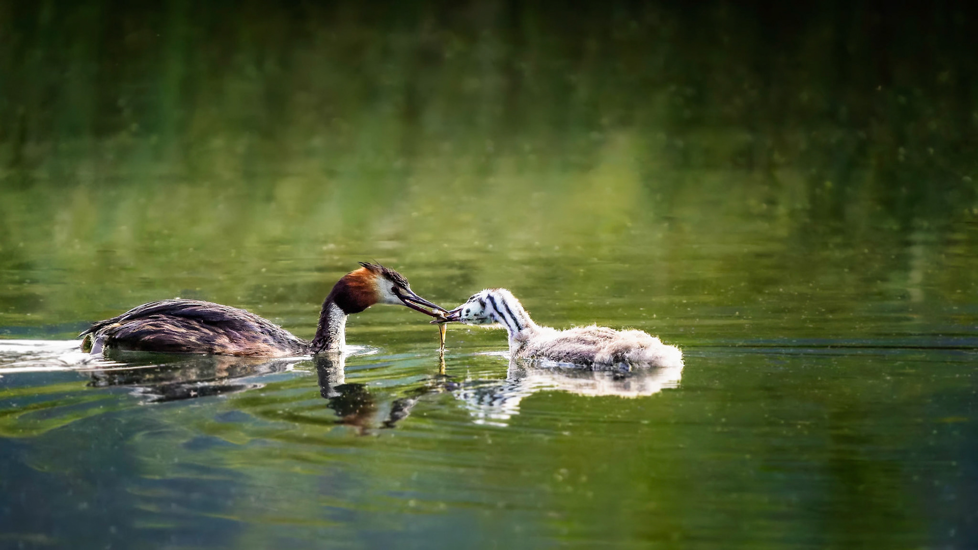 Haubentaucher Fütterung