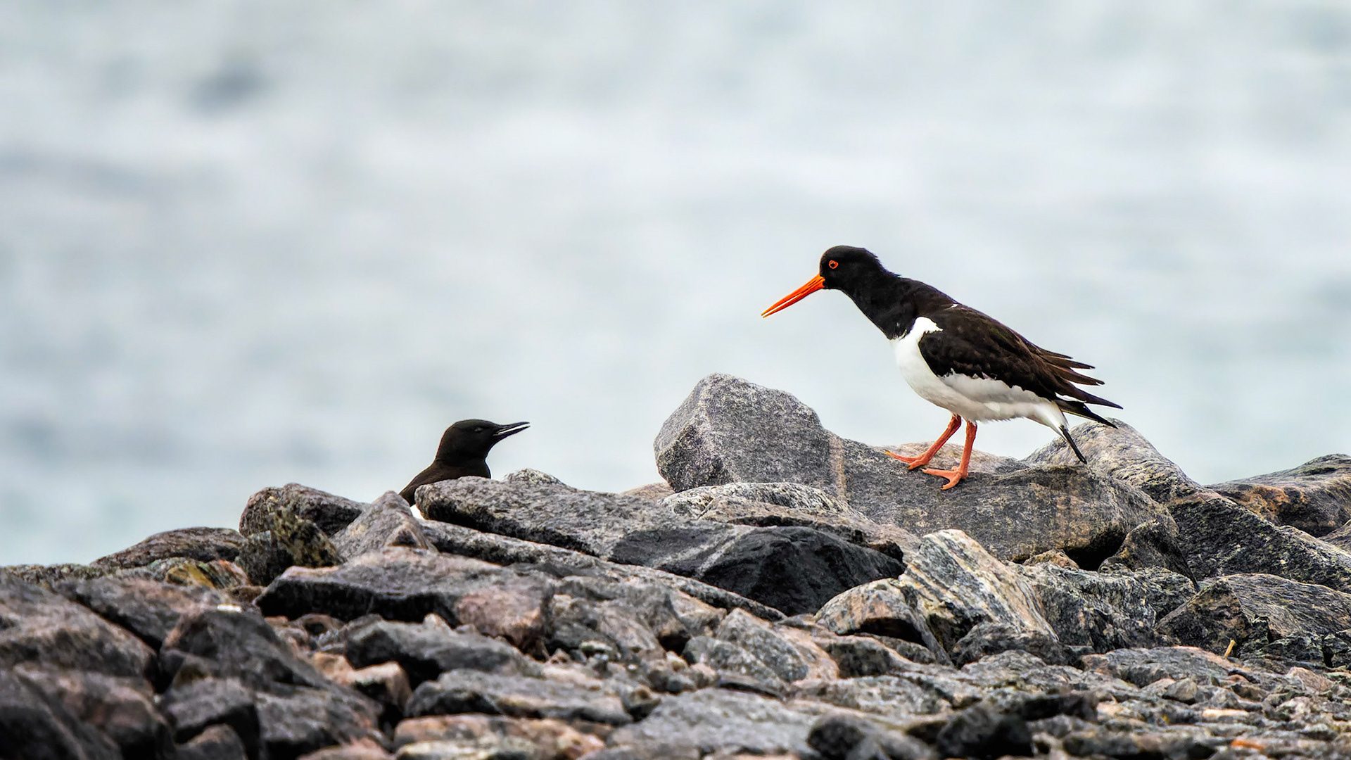 Gryllteiste und Austernfischer