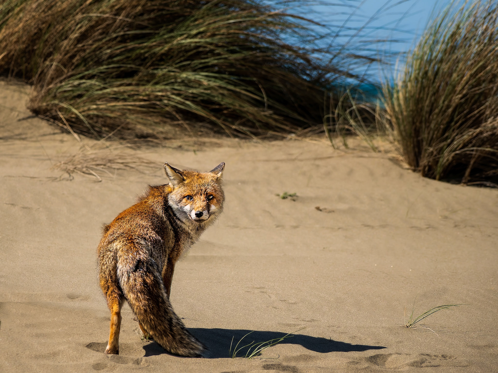 Fuchs am Strand