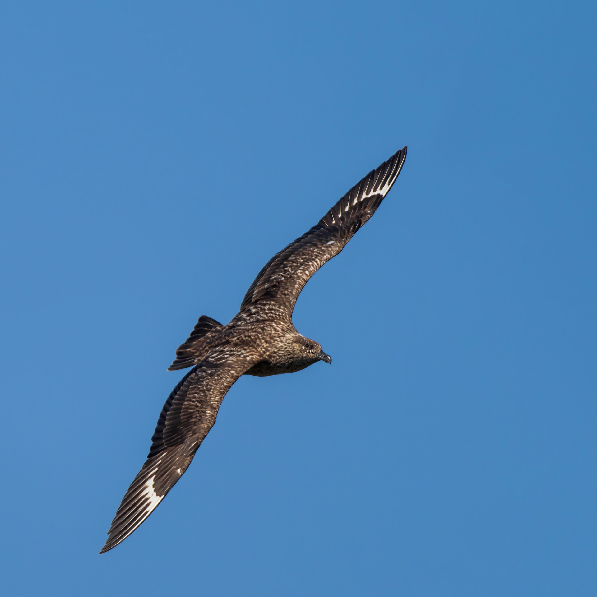 Skua (Raubmöwe)
