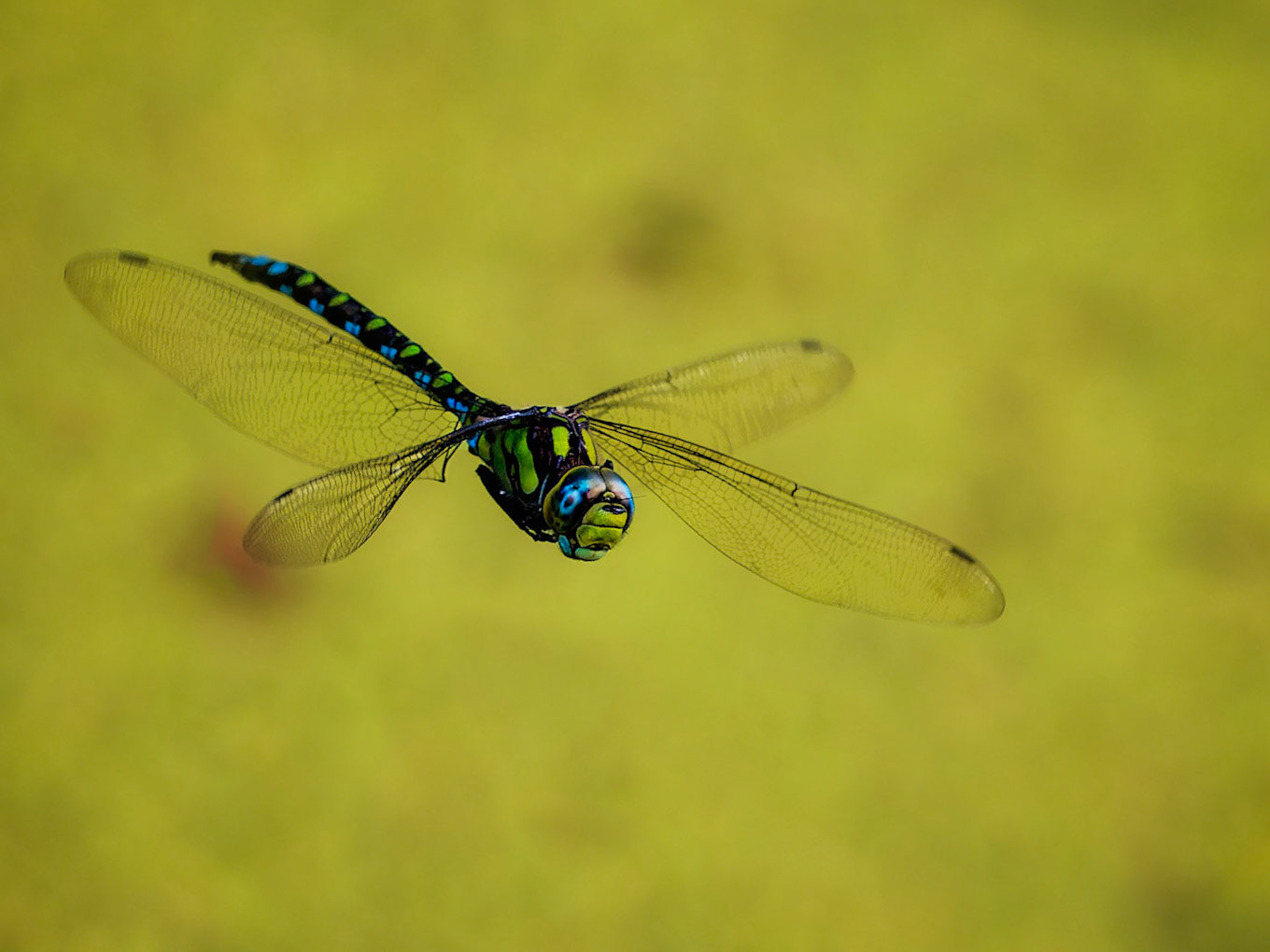 Blaugrüne Mosaikjungfer