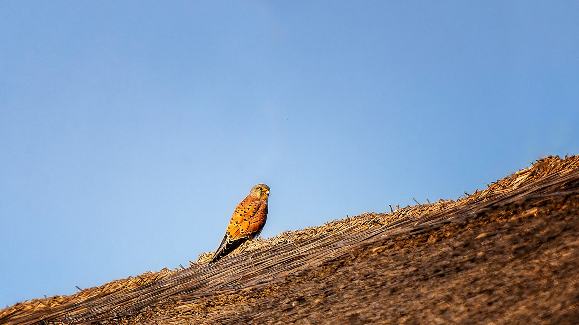 Turmfalke