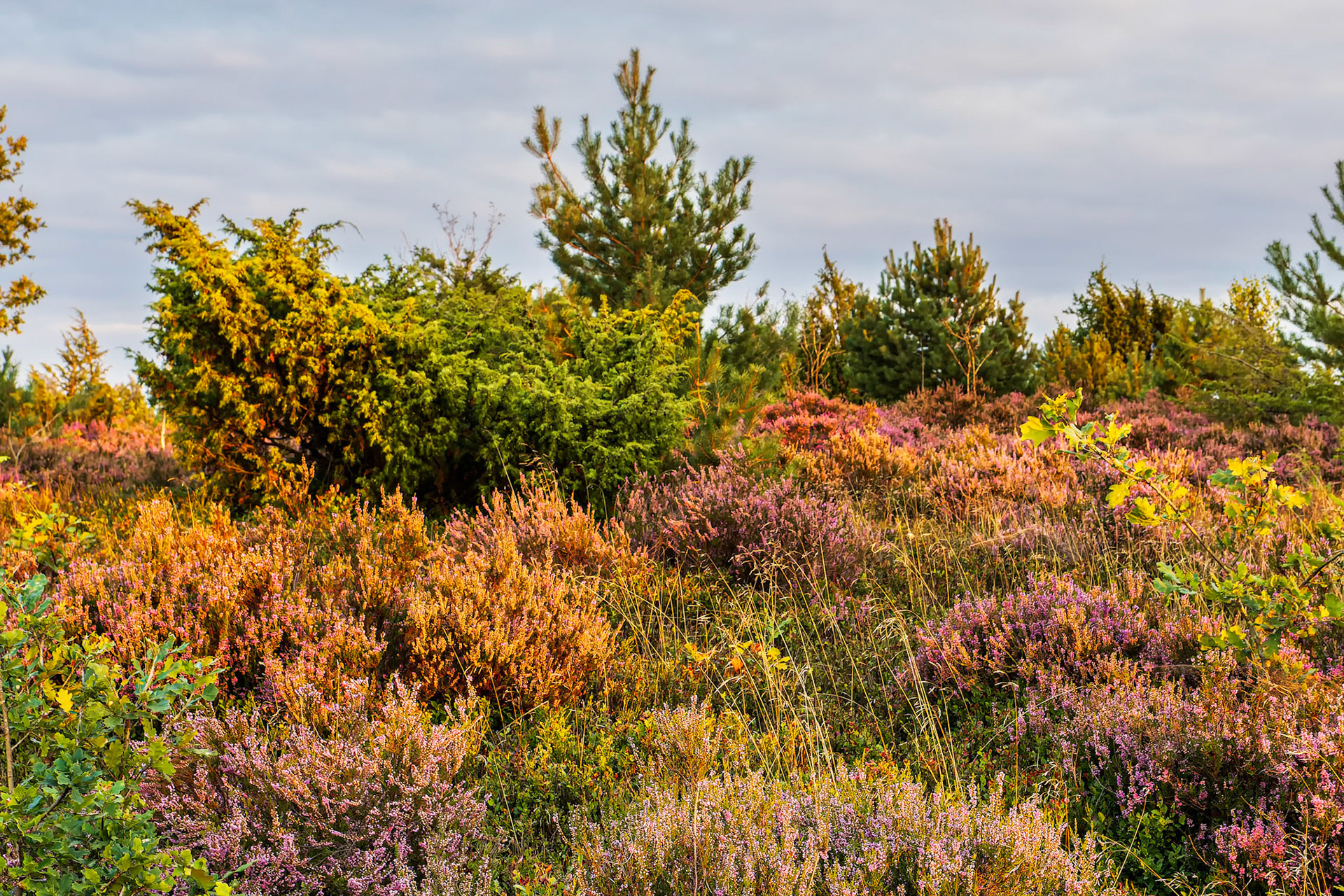 Lüneburger Heide