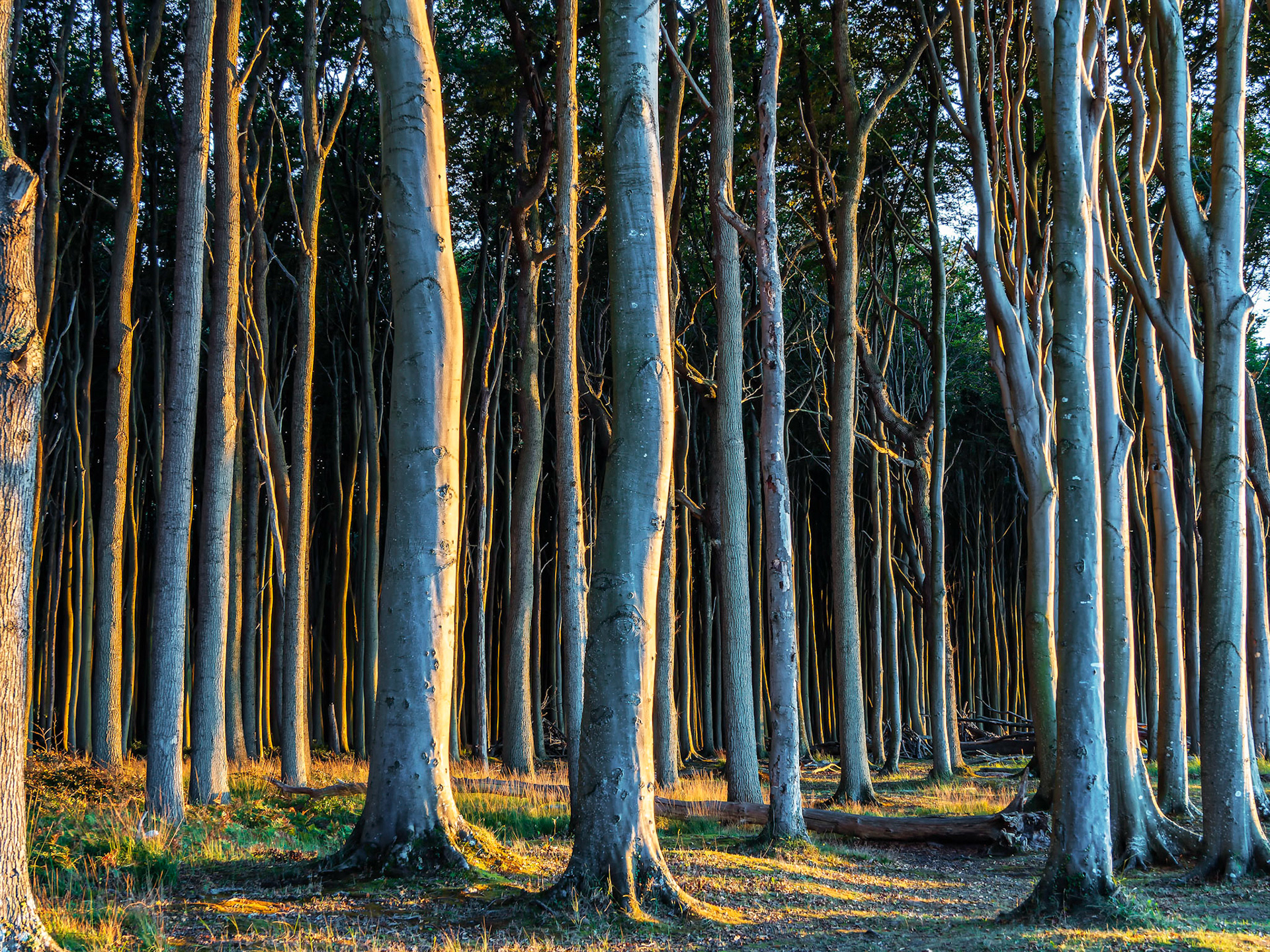 Gespensterwald Nienhagen