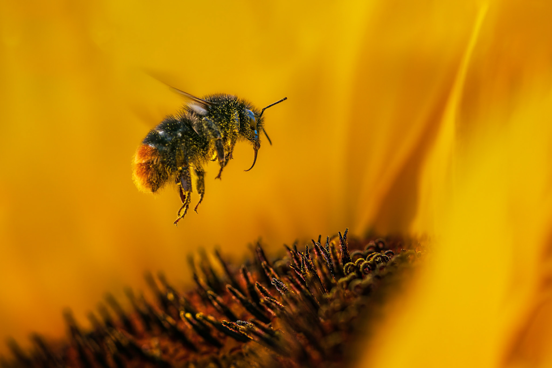 Hummel