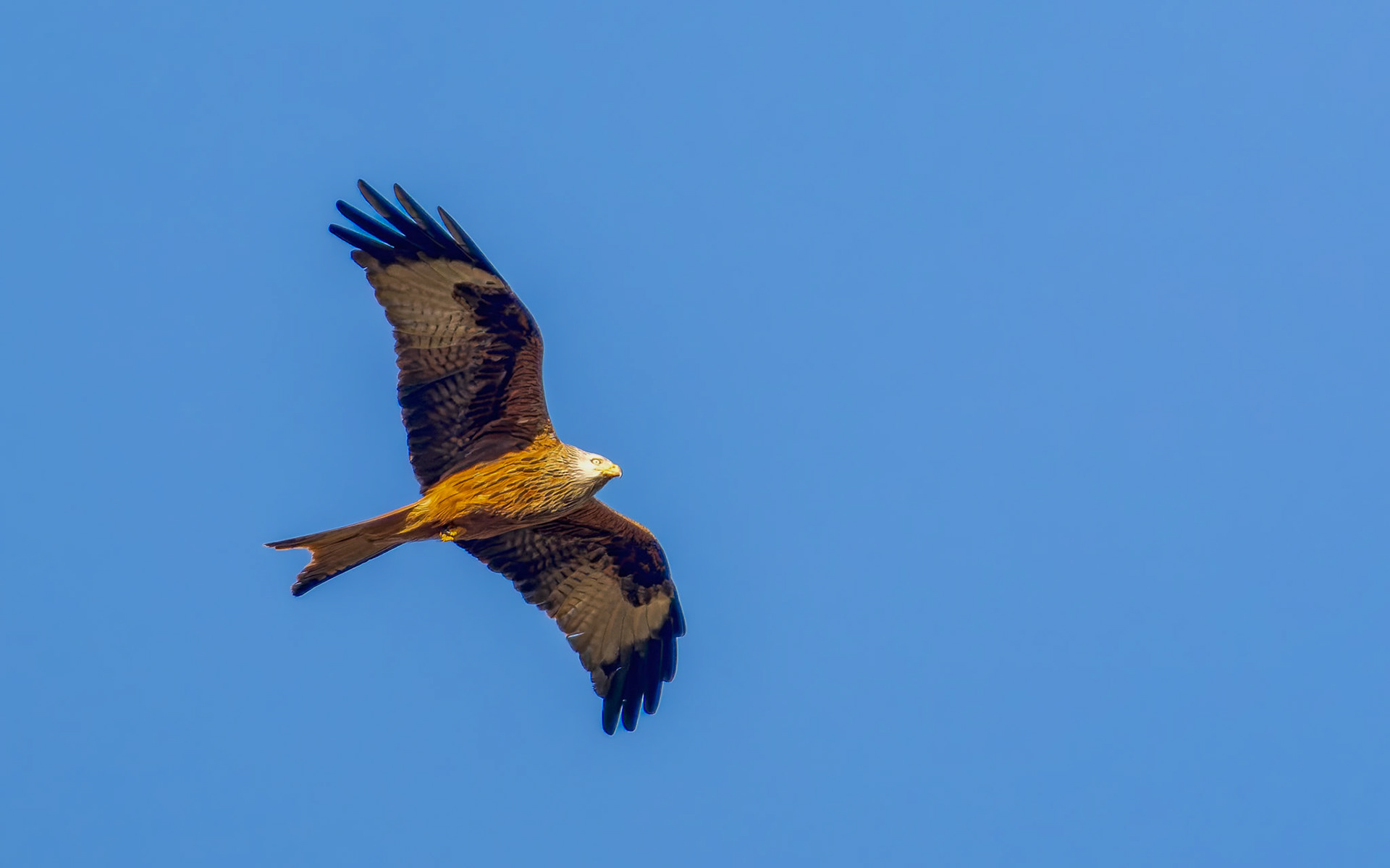 Rotmilan in Fyledalen