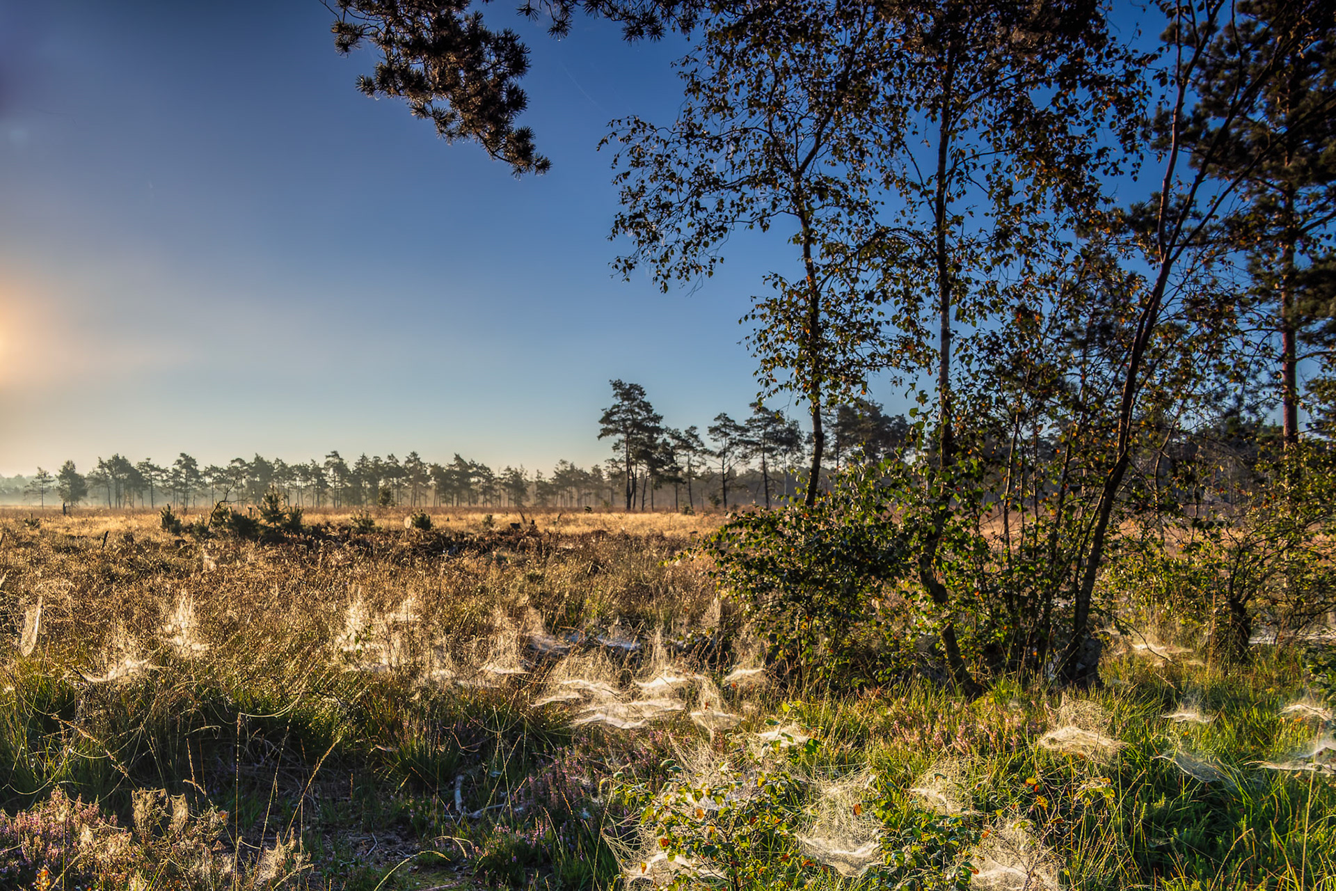 Pietzer Moor