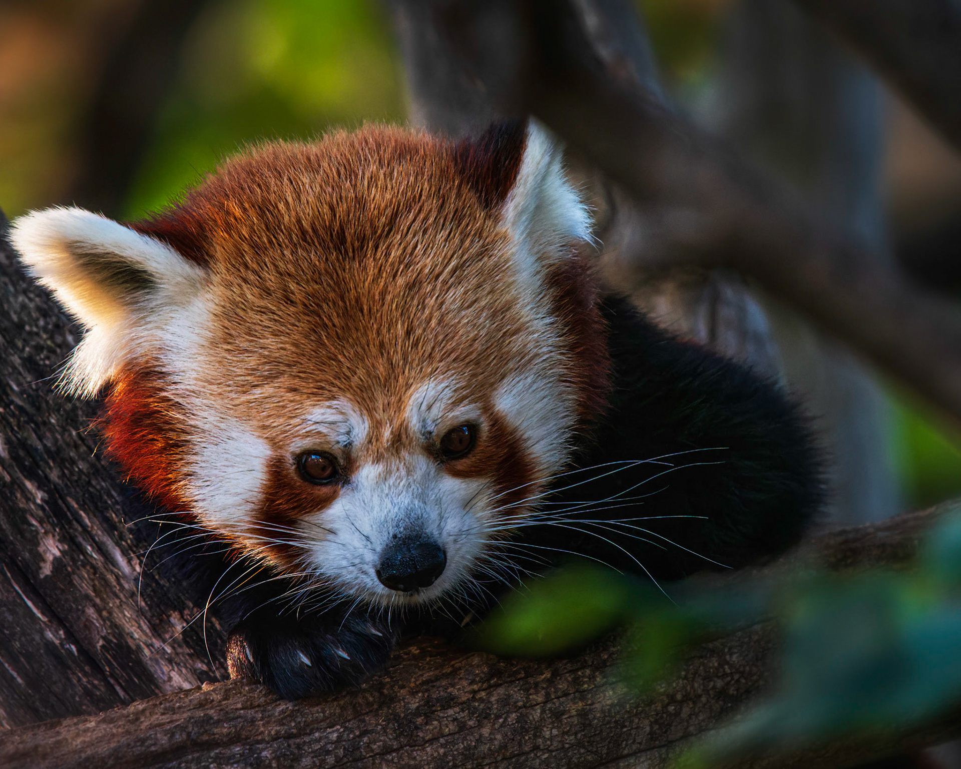 Roter Panda