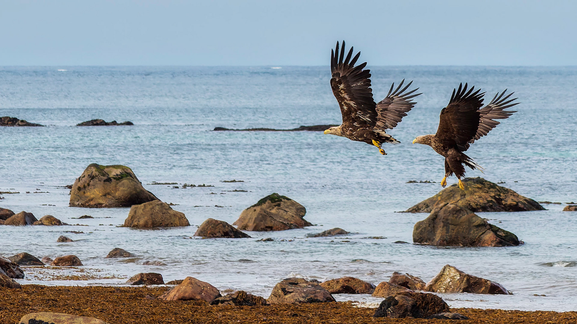 Seeadler