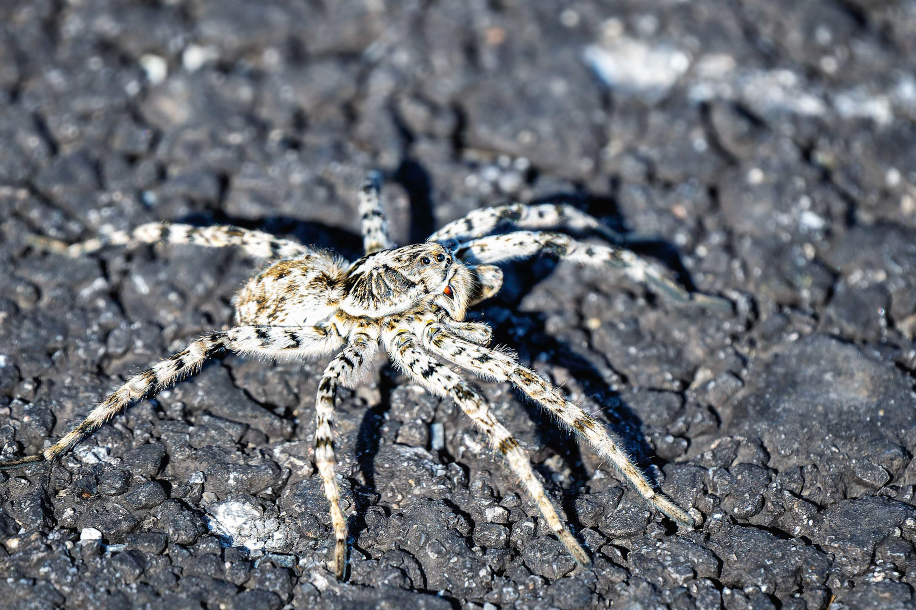 Südrussische Steppentarantel