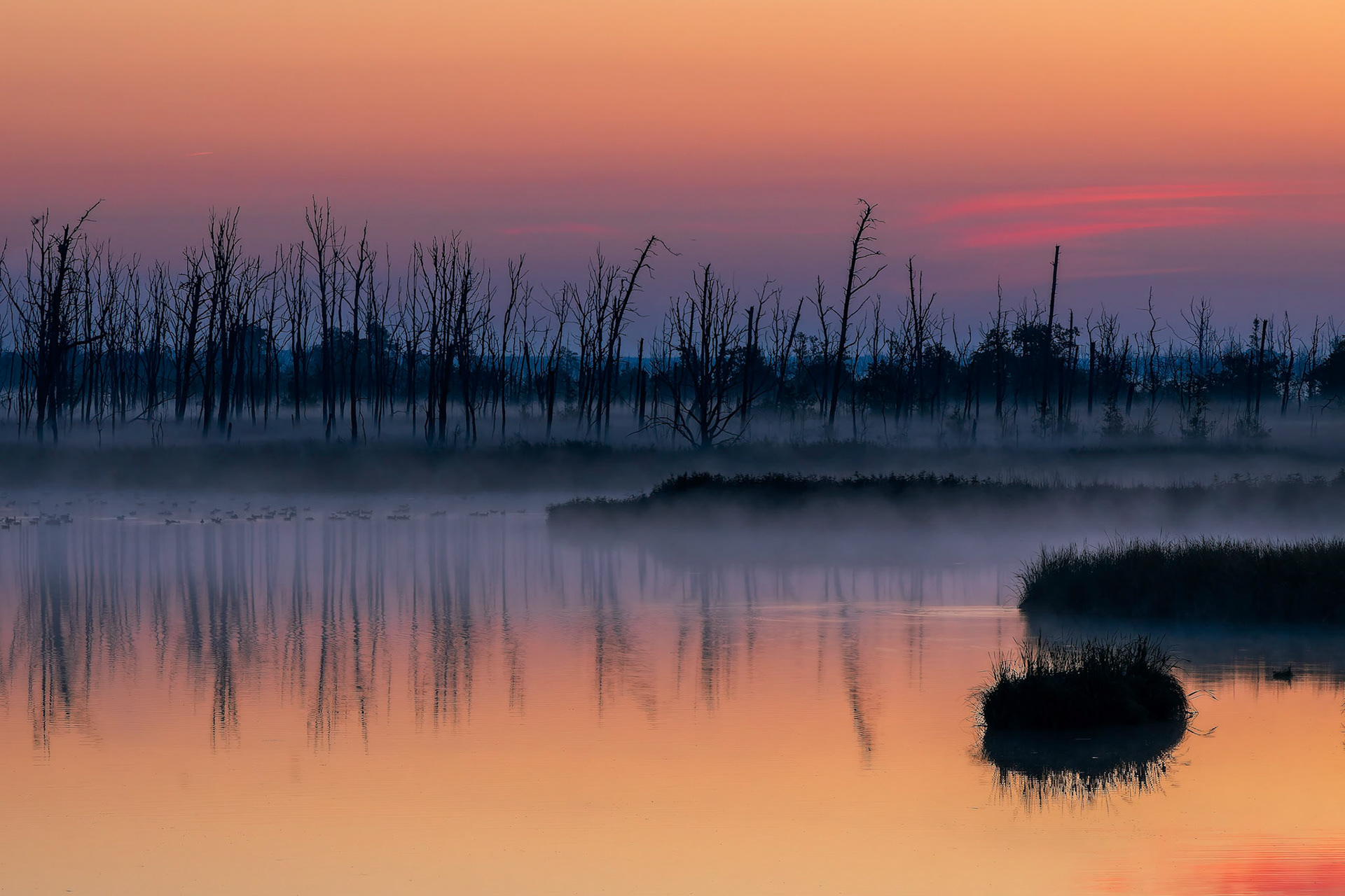 Sonnenaufgang im Moor
