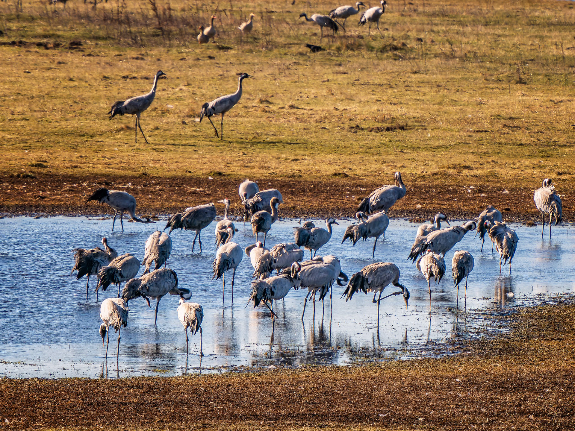 Kraniche in Pulken (S)