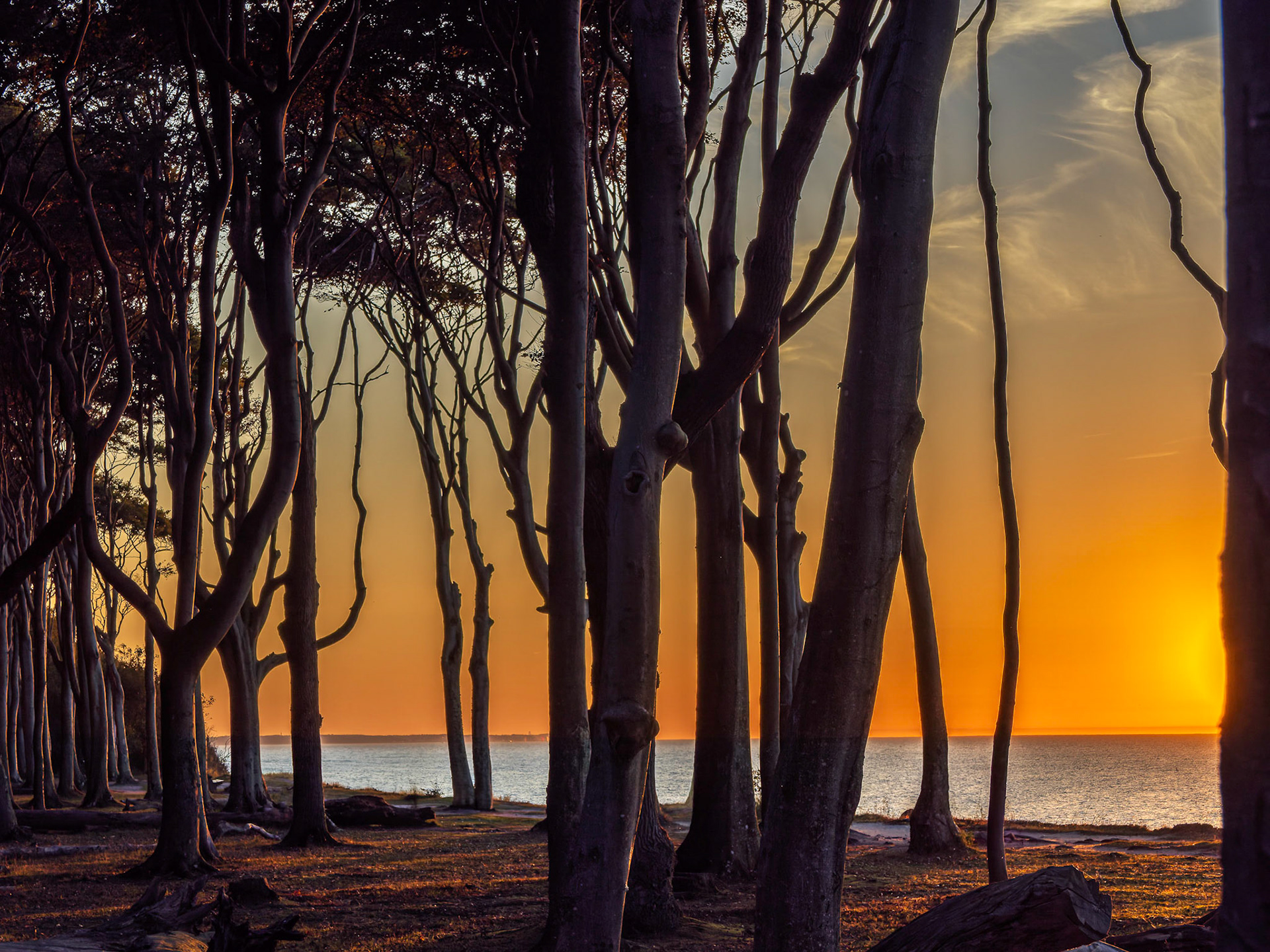 Gespensterwald Nienhagen