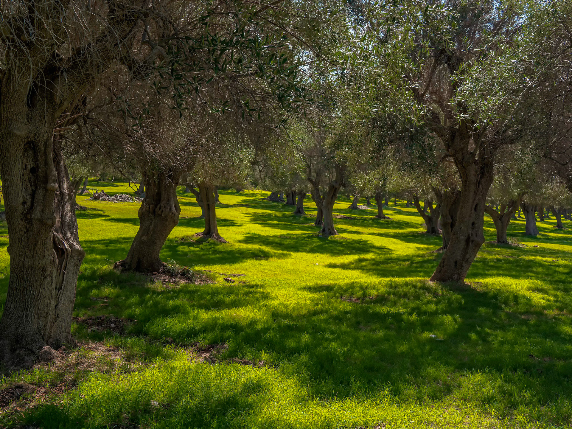 Olivenhain in der Maremma