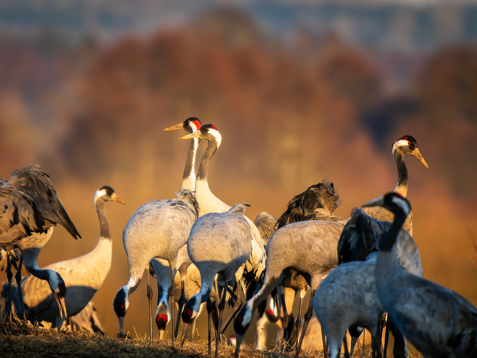 Kraniche in Hornborgasjøn