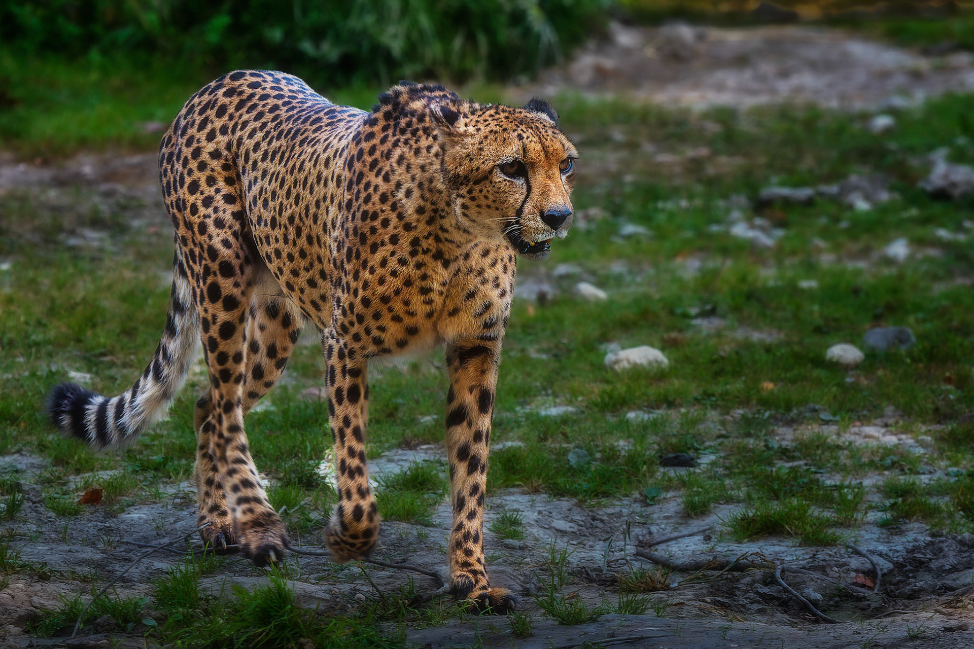 Gepard