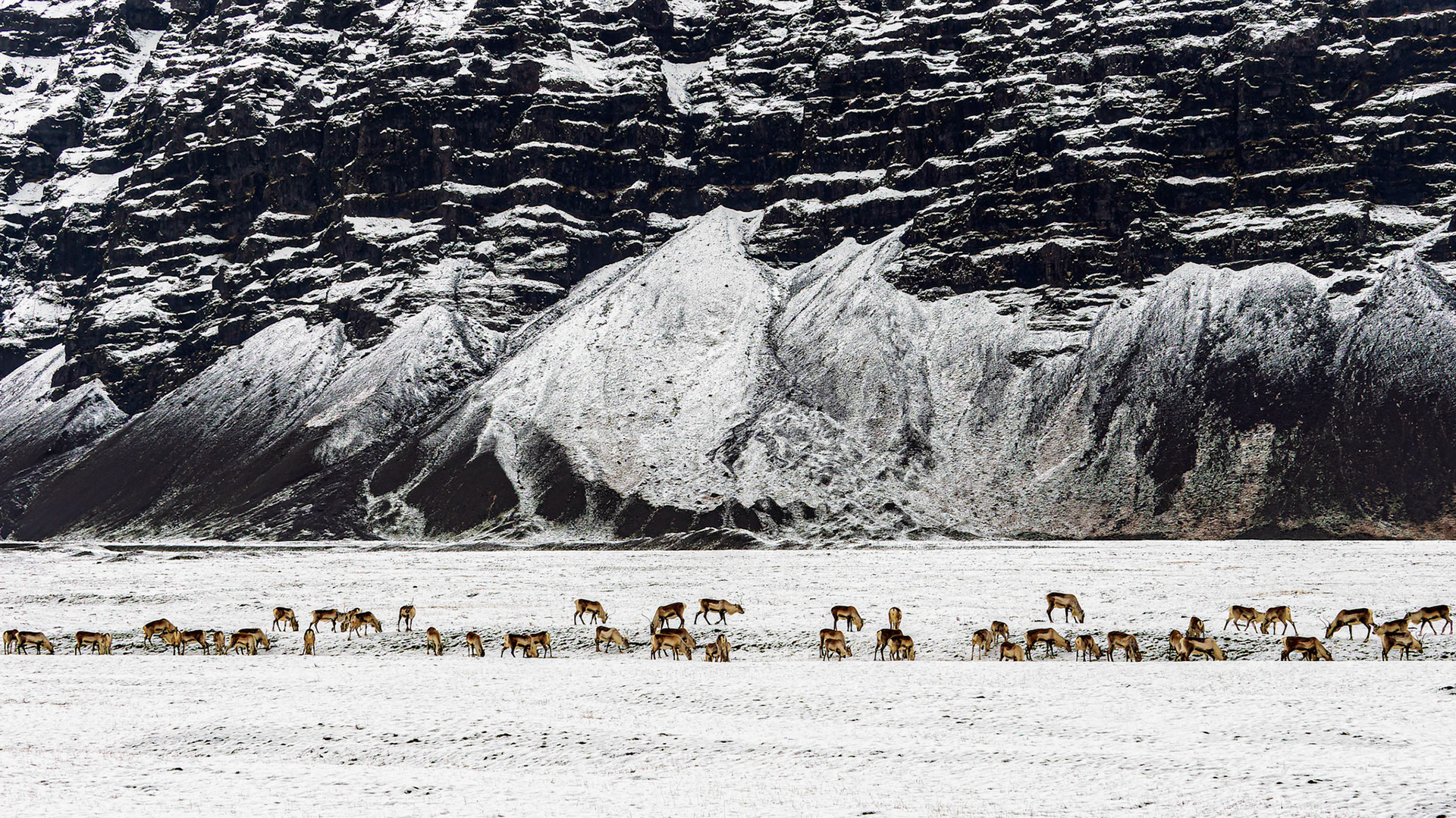 Rentiere an der Jökulsárlón Gletscherlagune