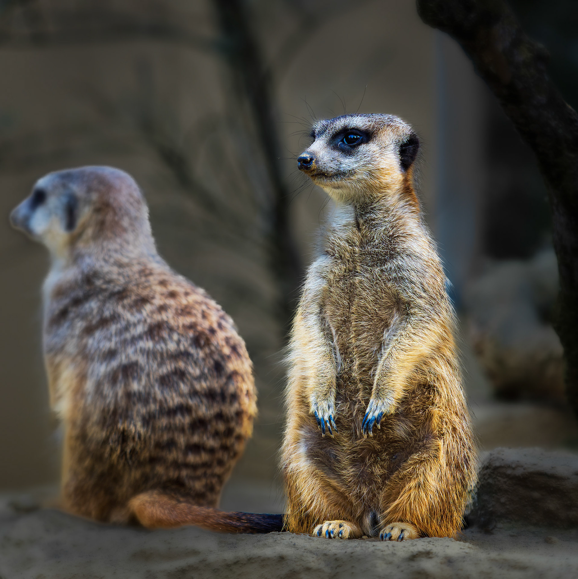 Erdmännchen