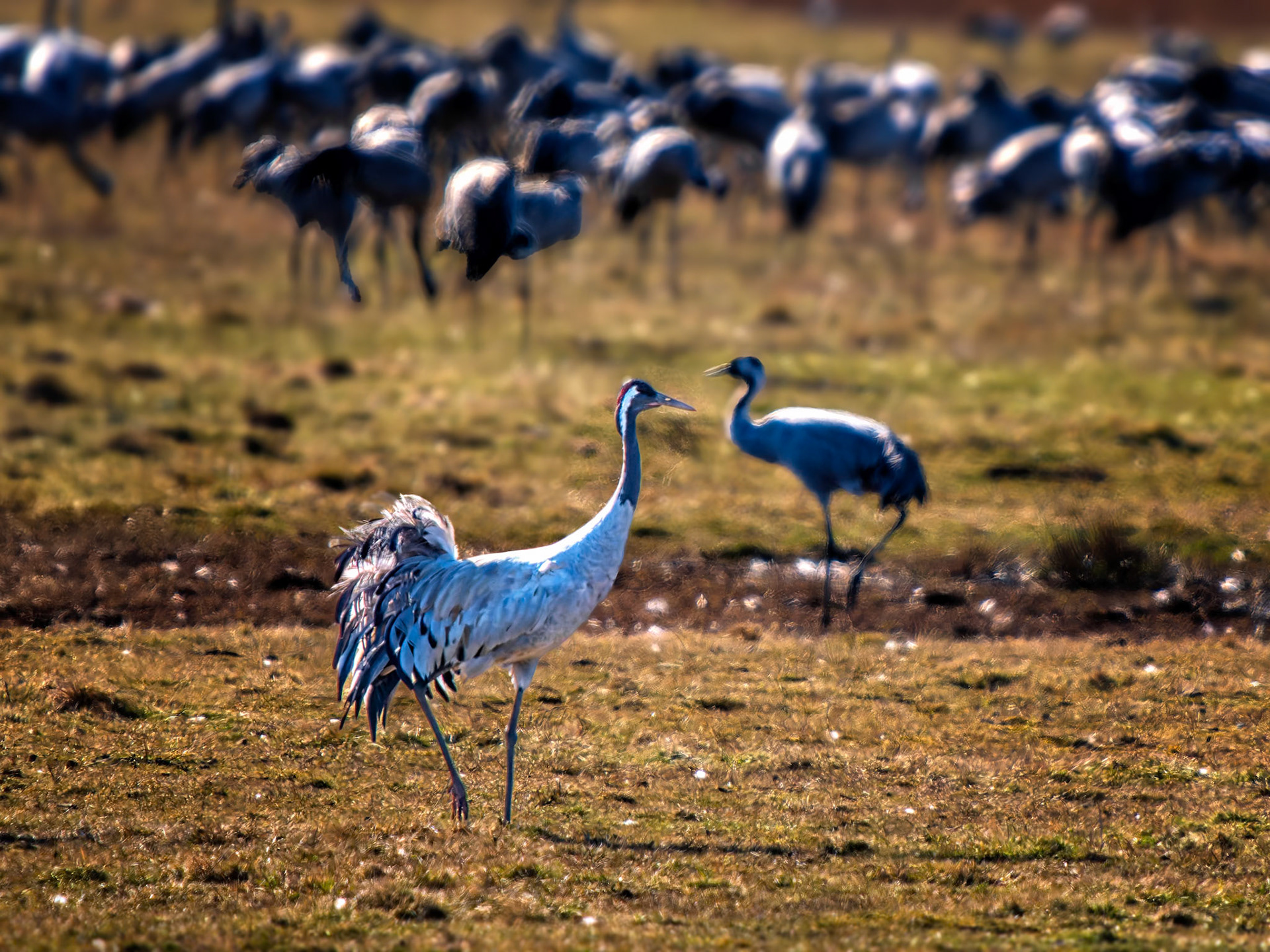 Kraniche in Pulken (S)