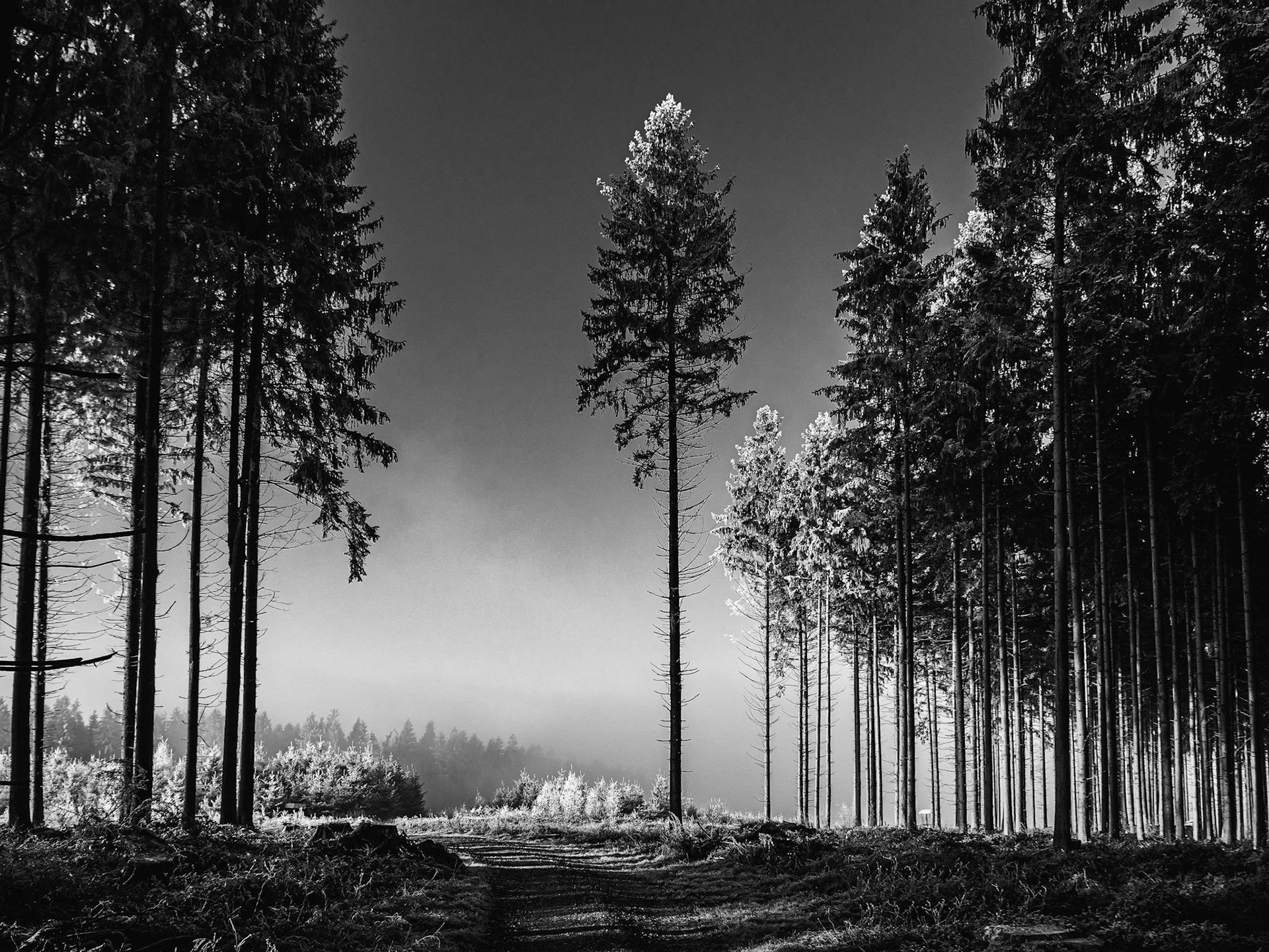 Bannholz