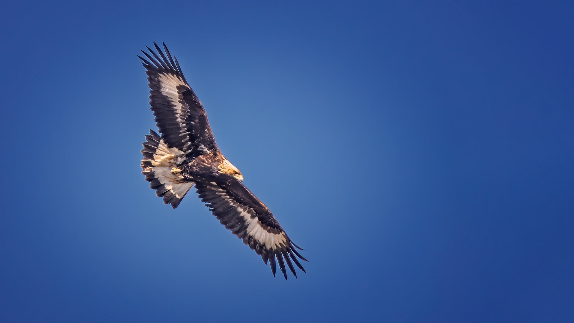 Steinadler