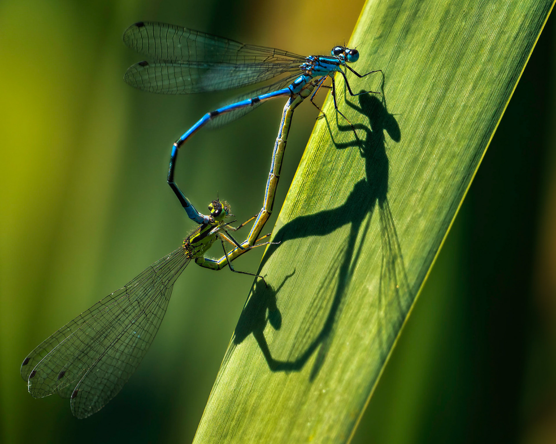 Hufeisen-Azurjungfern