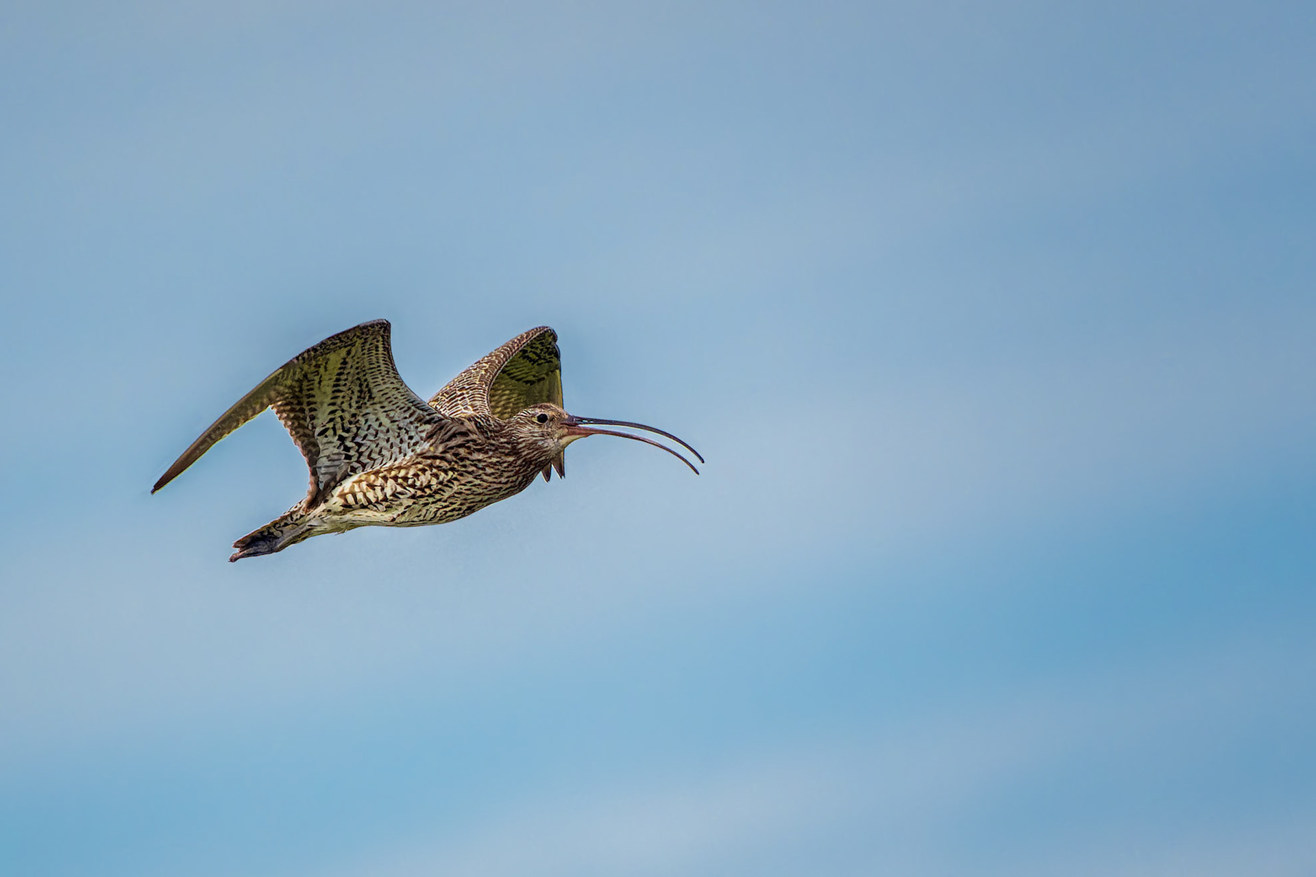 Großer Brachvogel