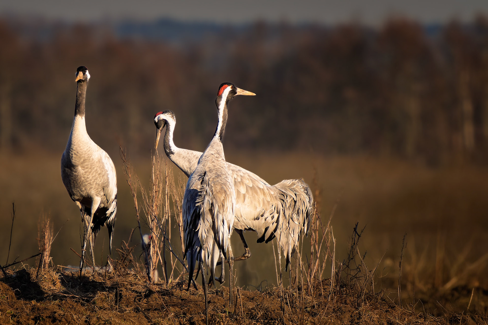Kraniche in Hornborgasjøn