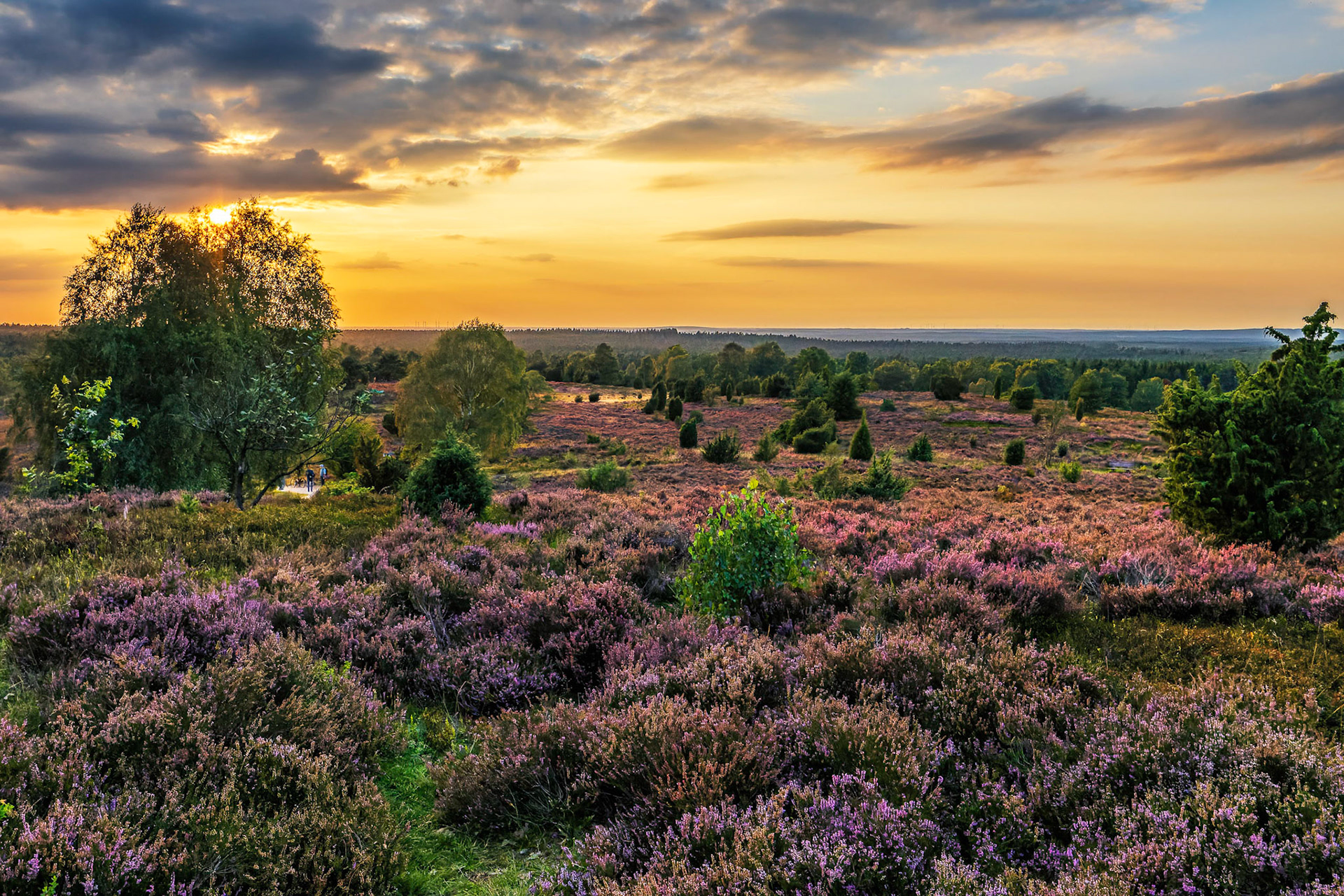 Lüneburger Heide