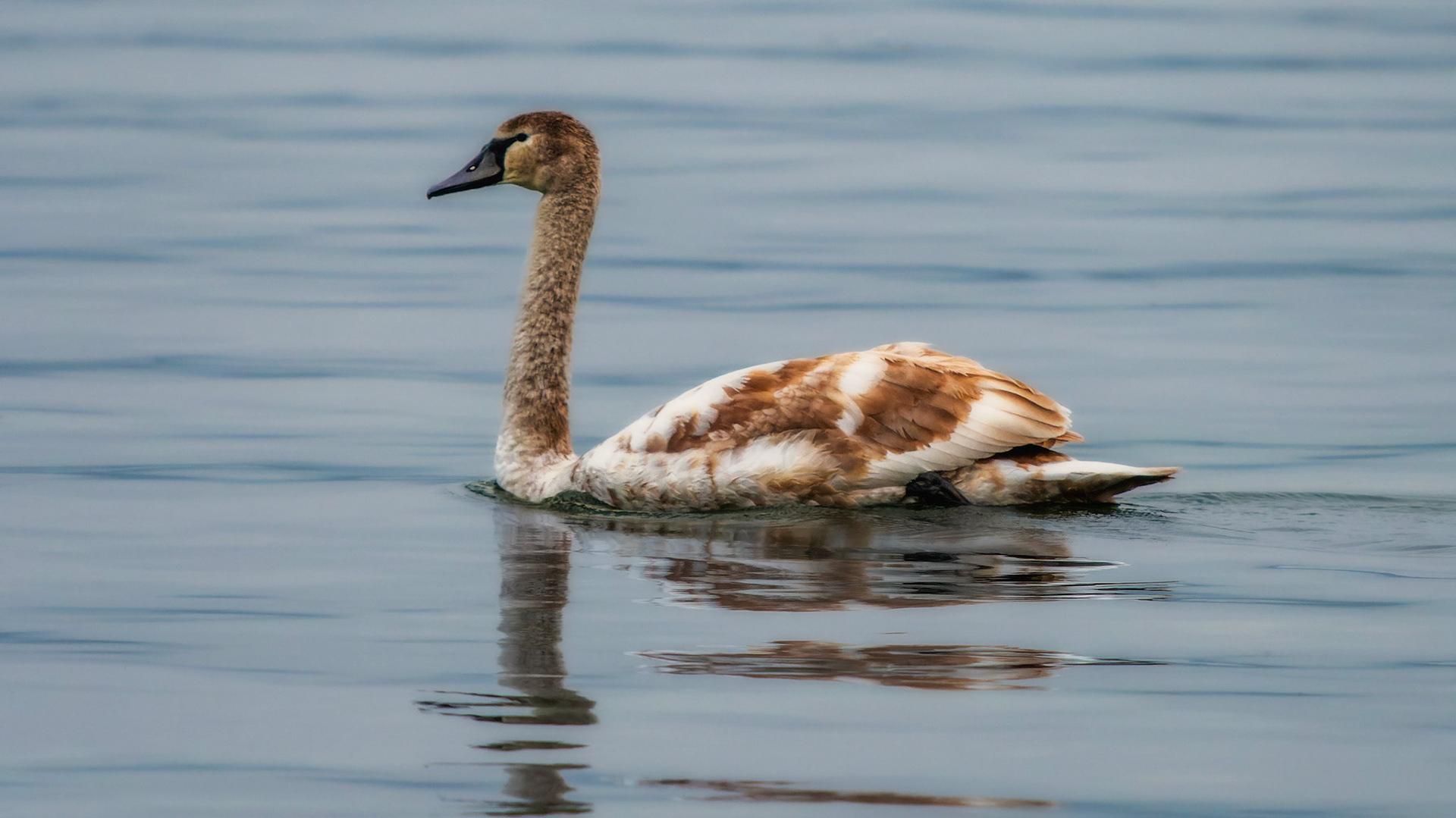 Junger Höckerschwan