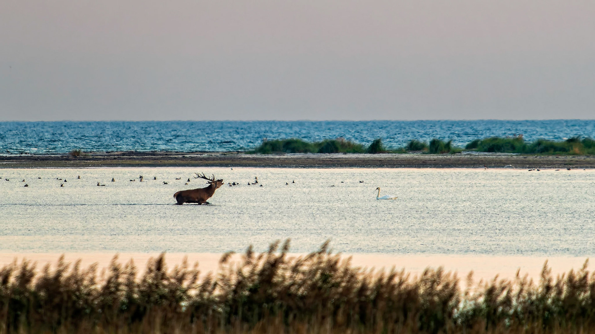 Hirschbrunft in Zingst
