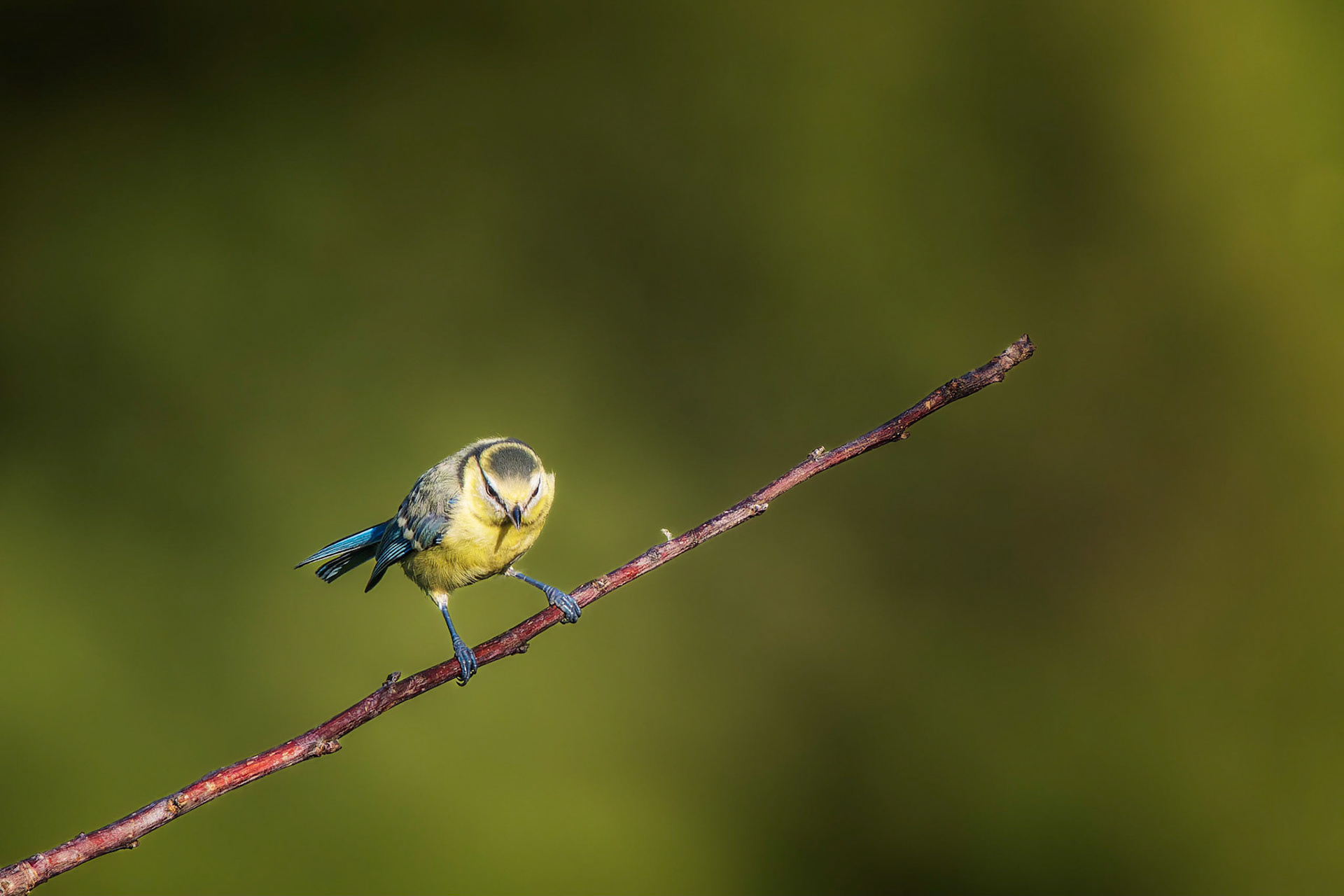Blaumeise